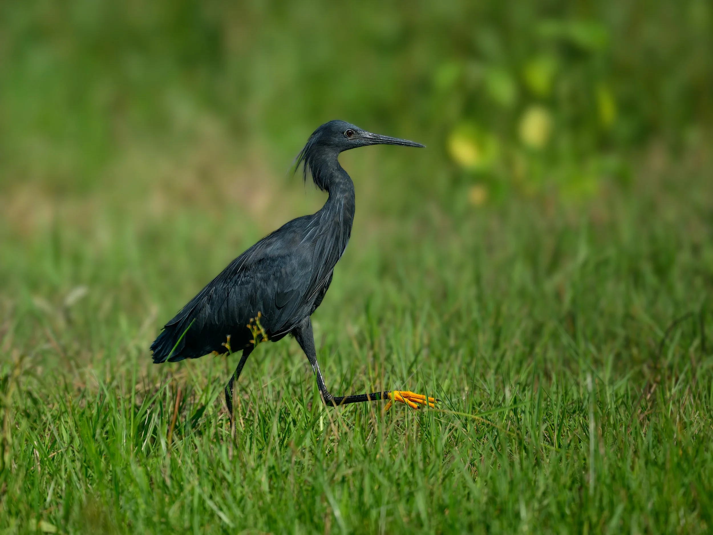 Black Heron