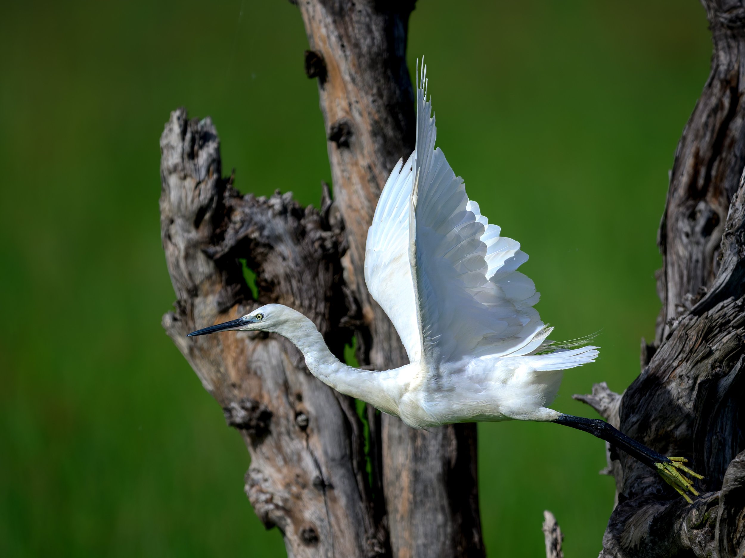 Little Egret, taking off