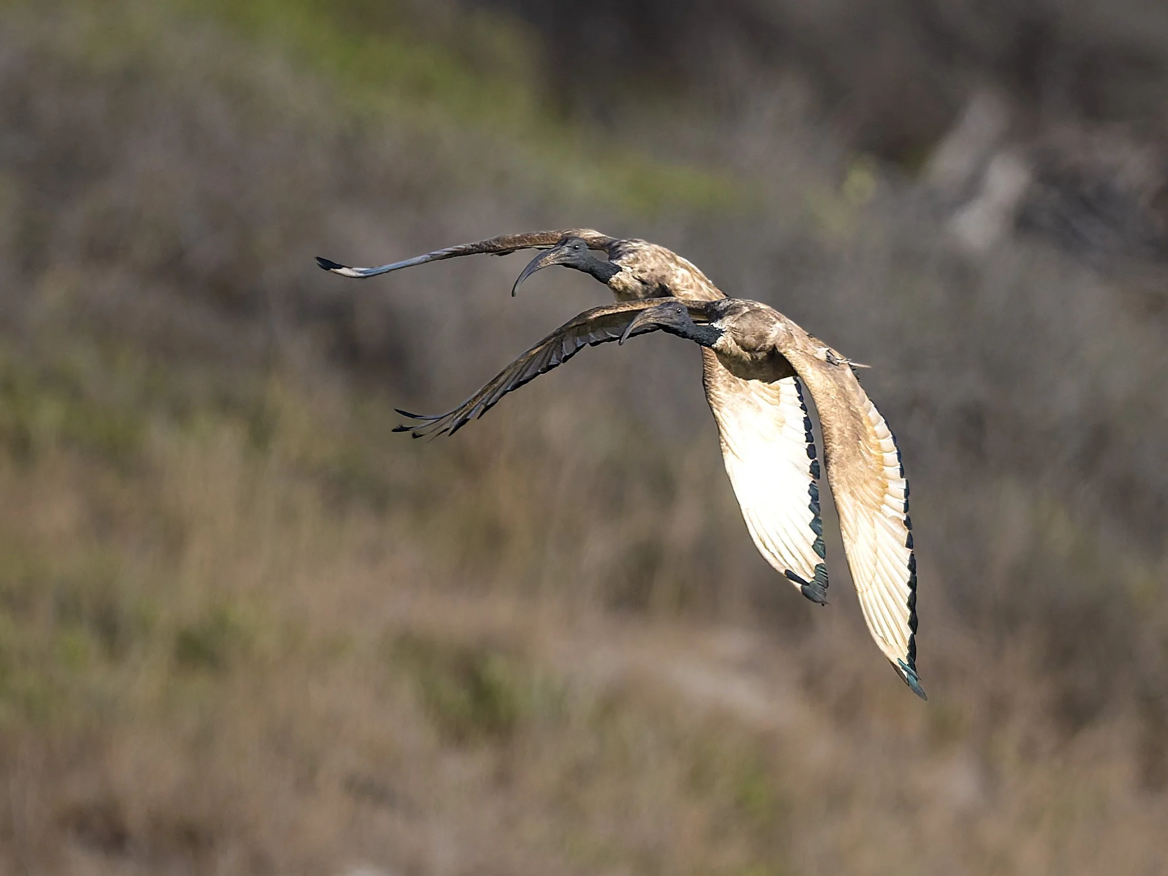 Sacred Ibis, pair in flight