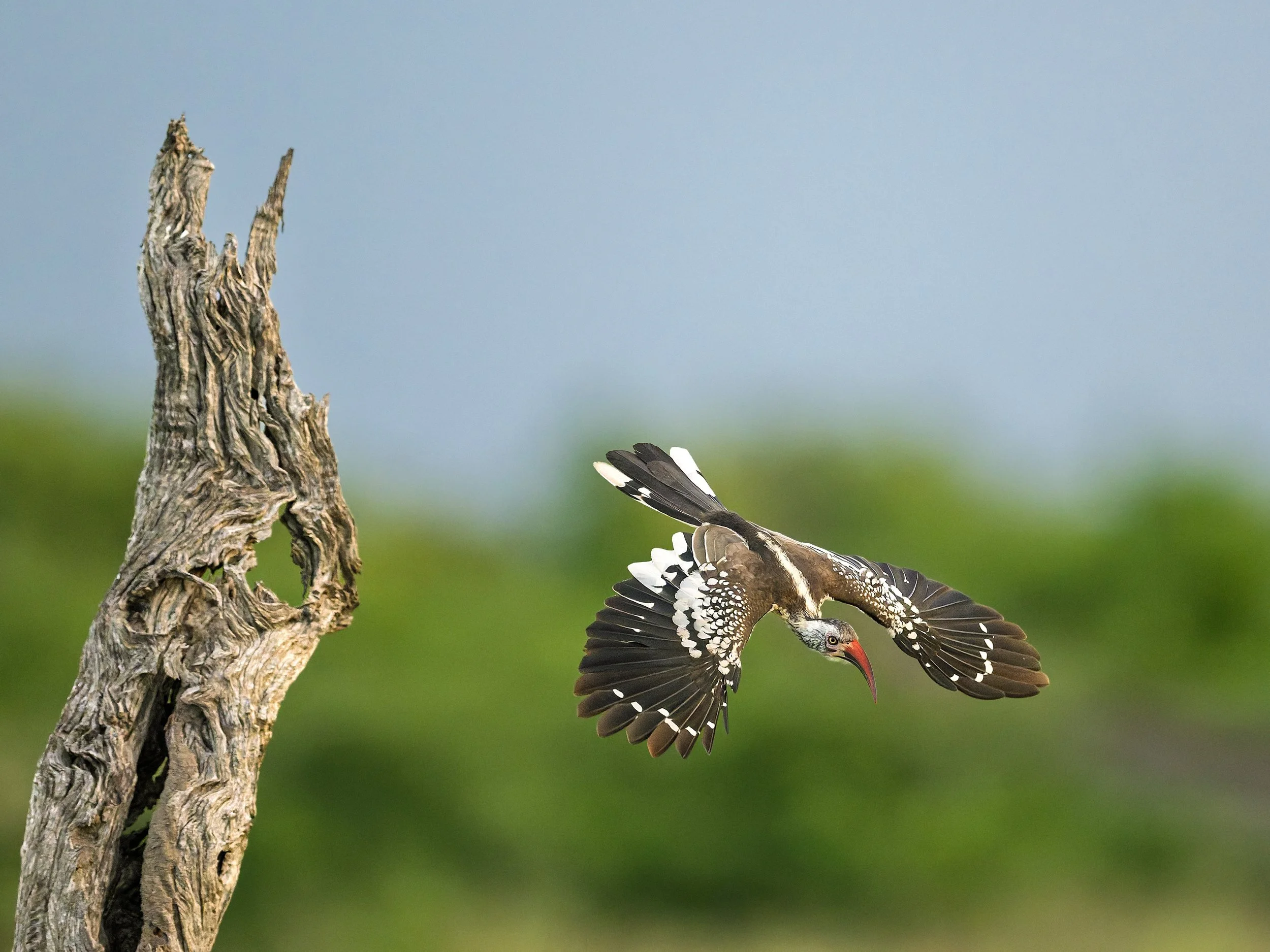 Southern Red-billed Hornbill