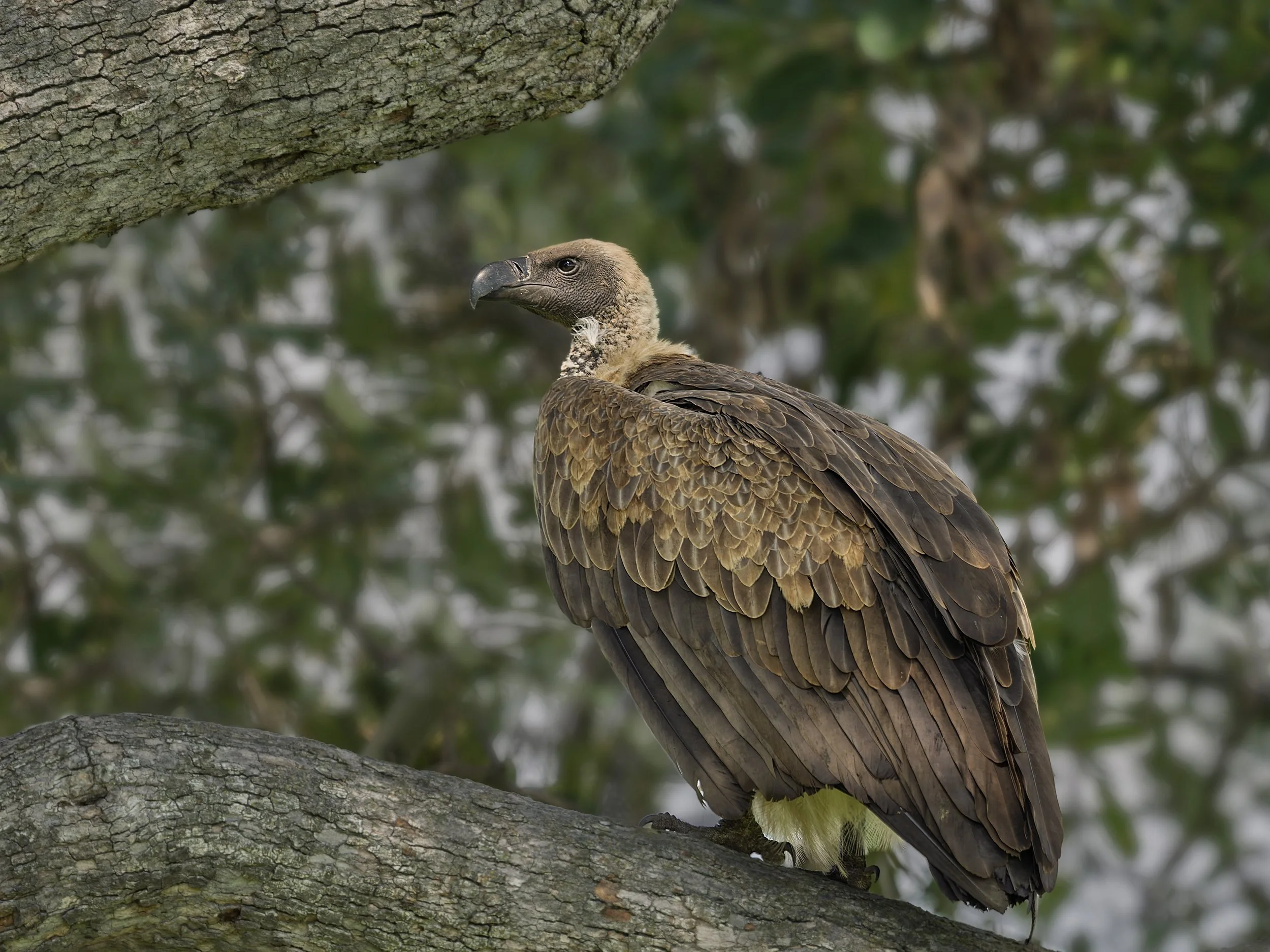 White-backed Vulture