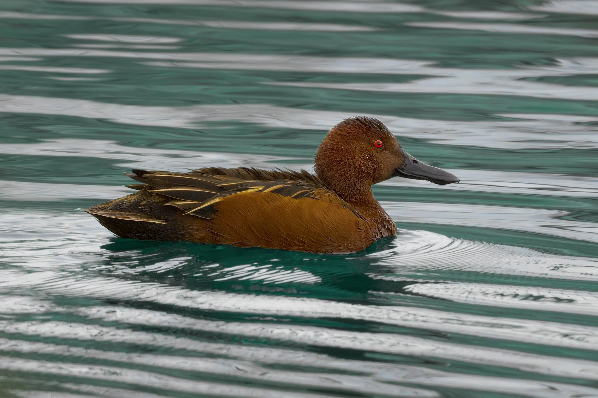 Cinnamon Teal, Bluff Lake Nature Preserve, Denver, CO
