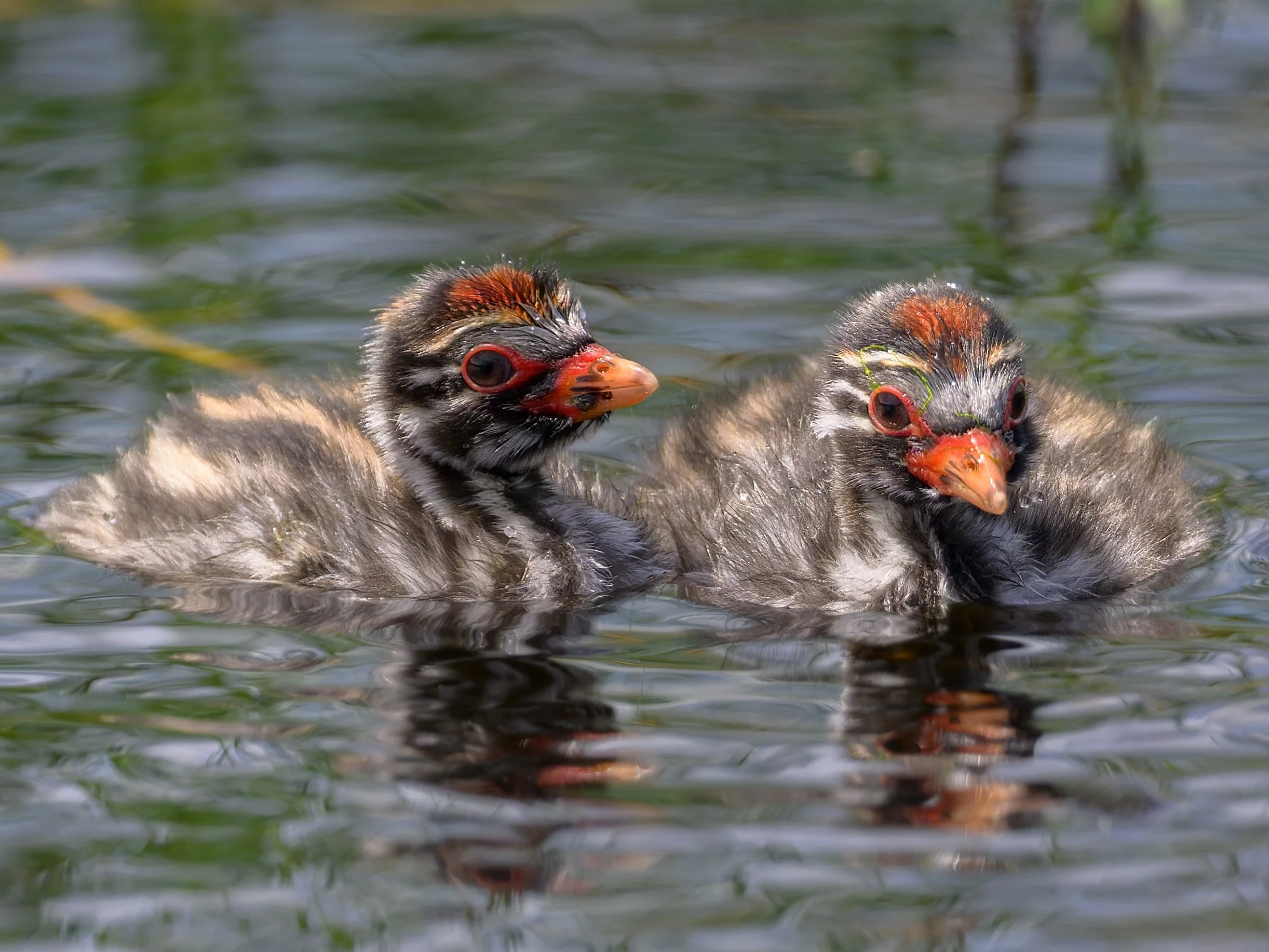 Little Grebe chicks