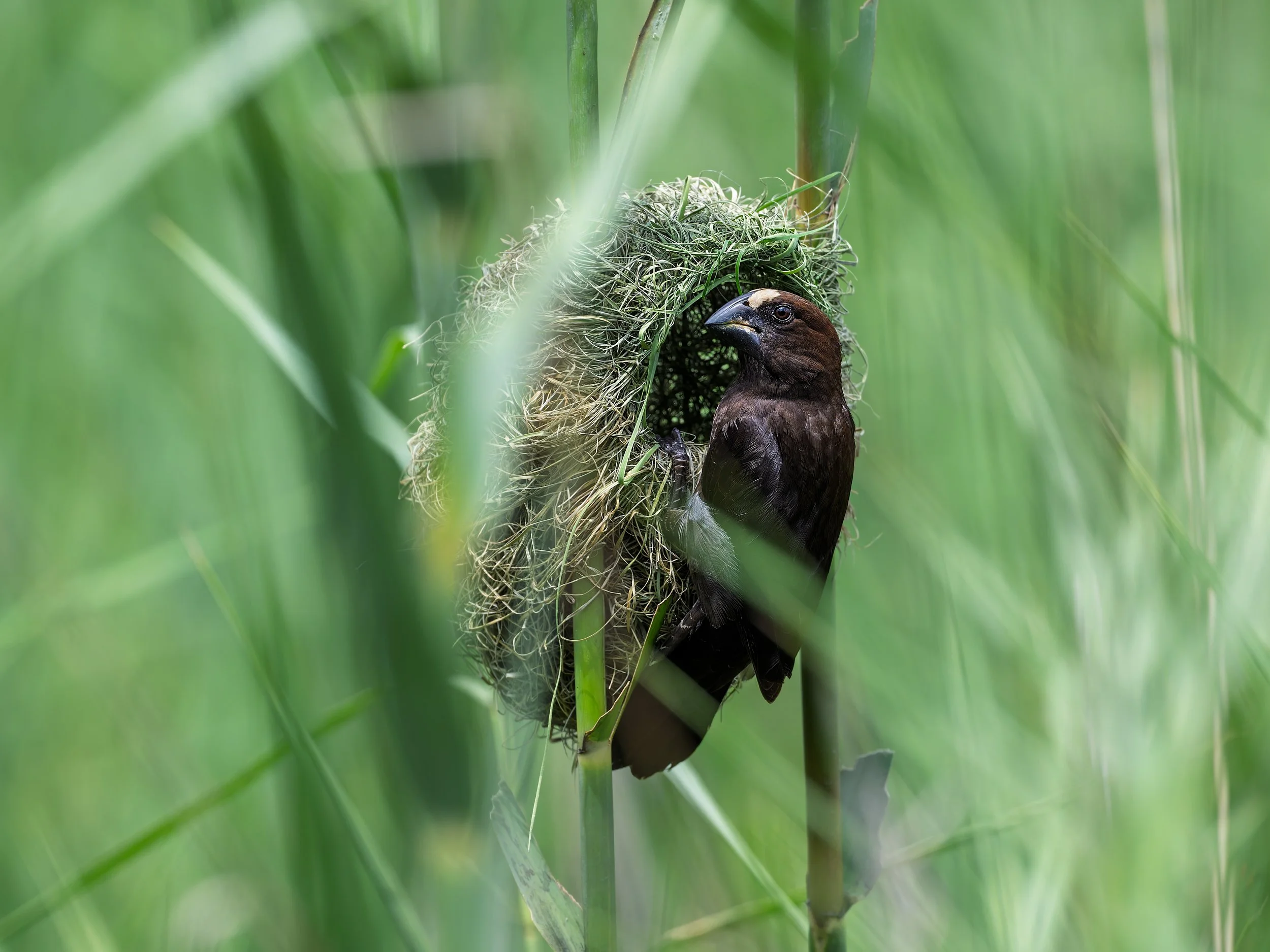 Grossbeak Weaver, completed nest
