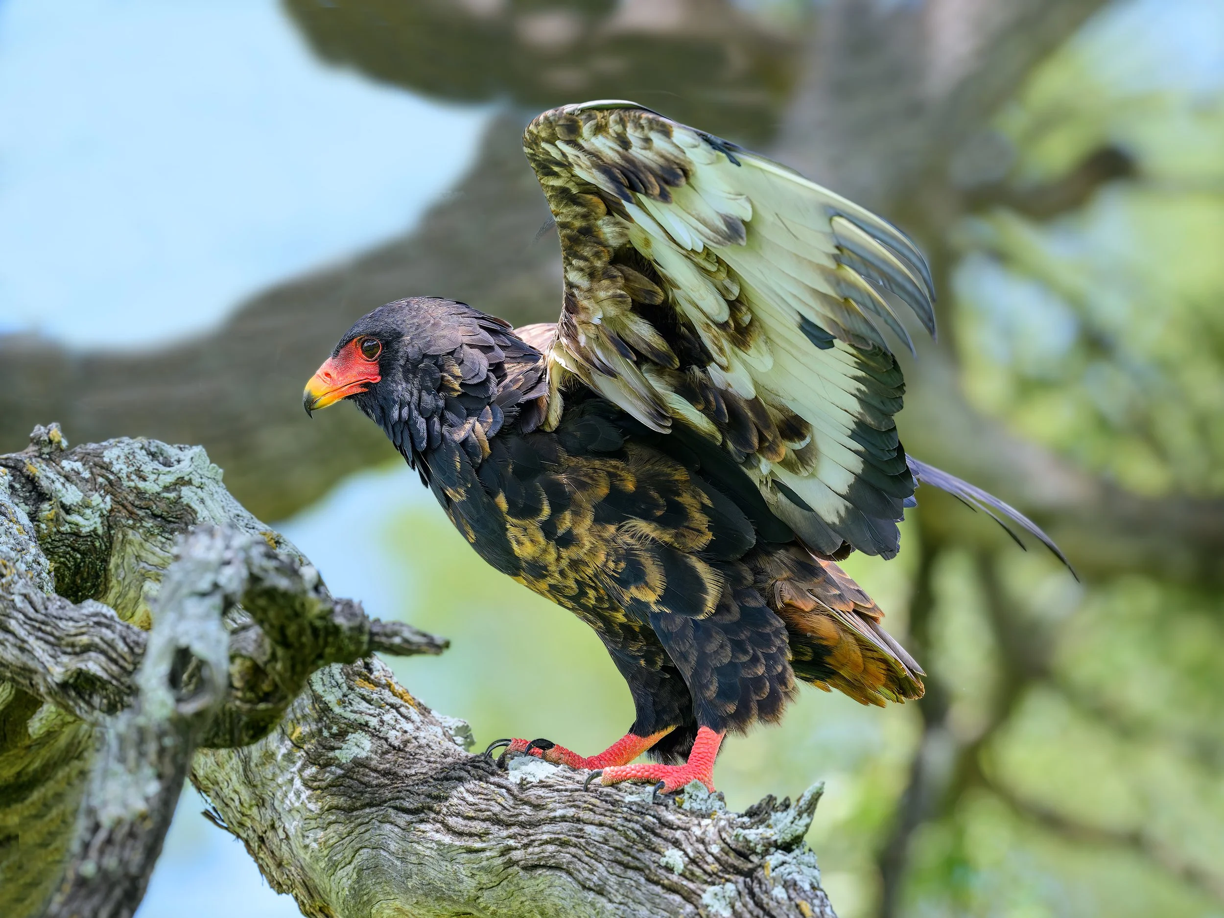 Bateleur