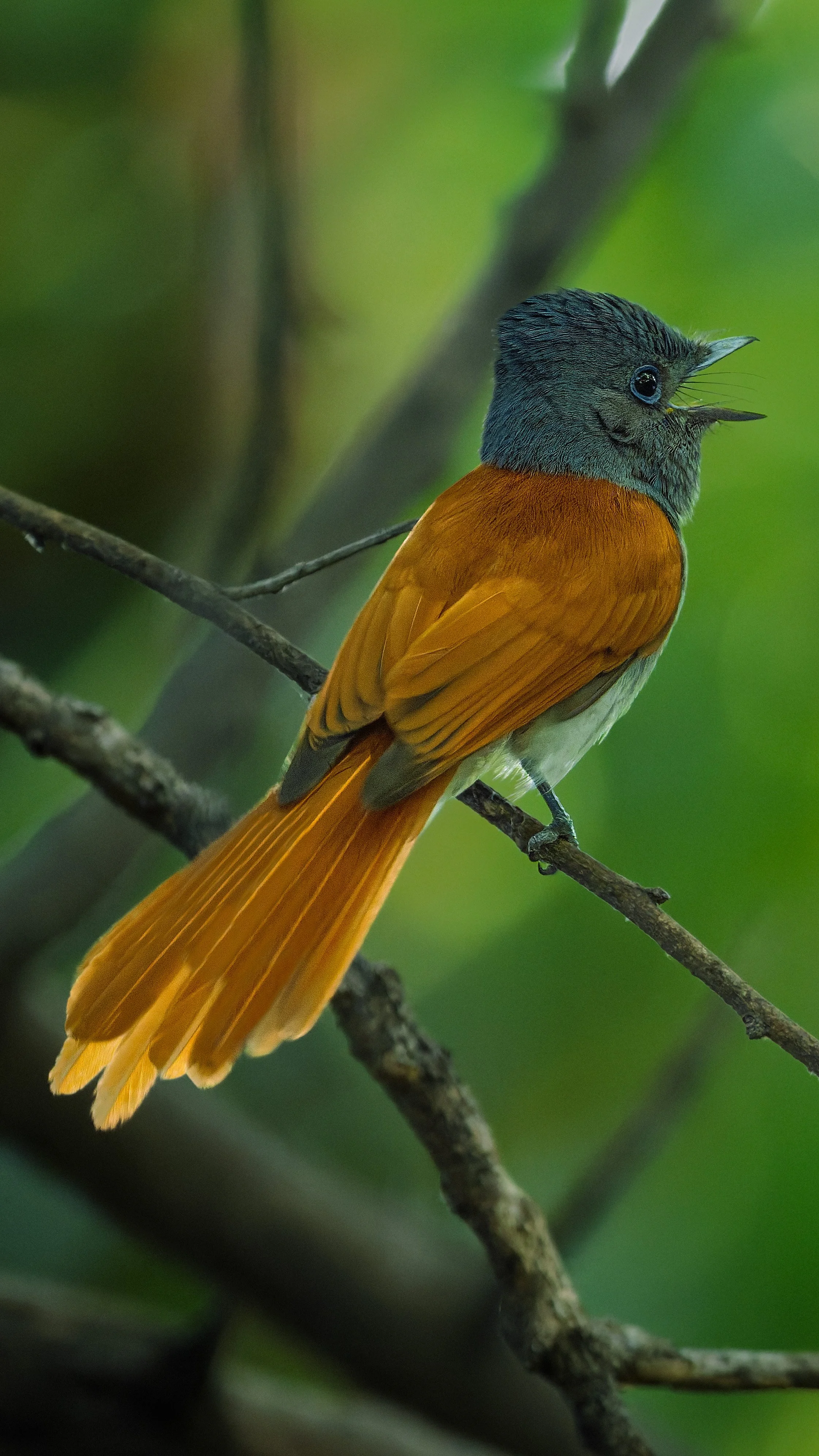 African Flycatcher, female (mother)