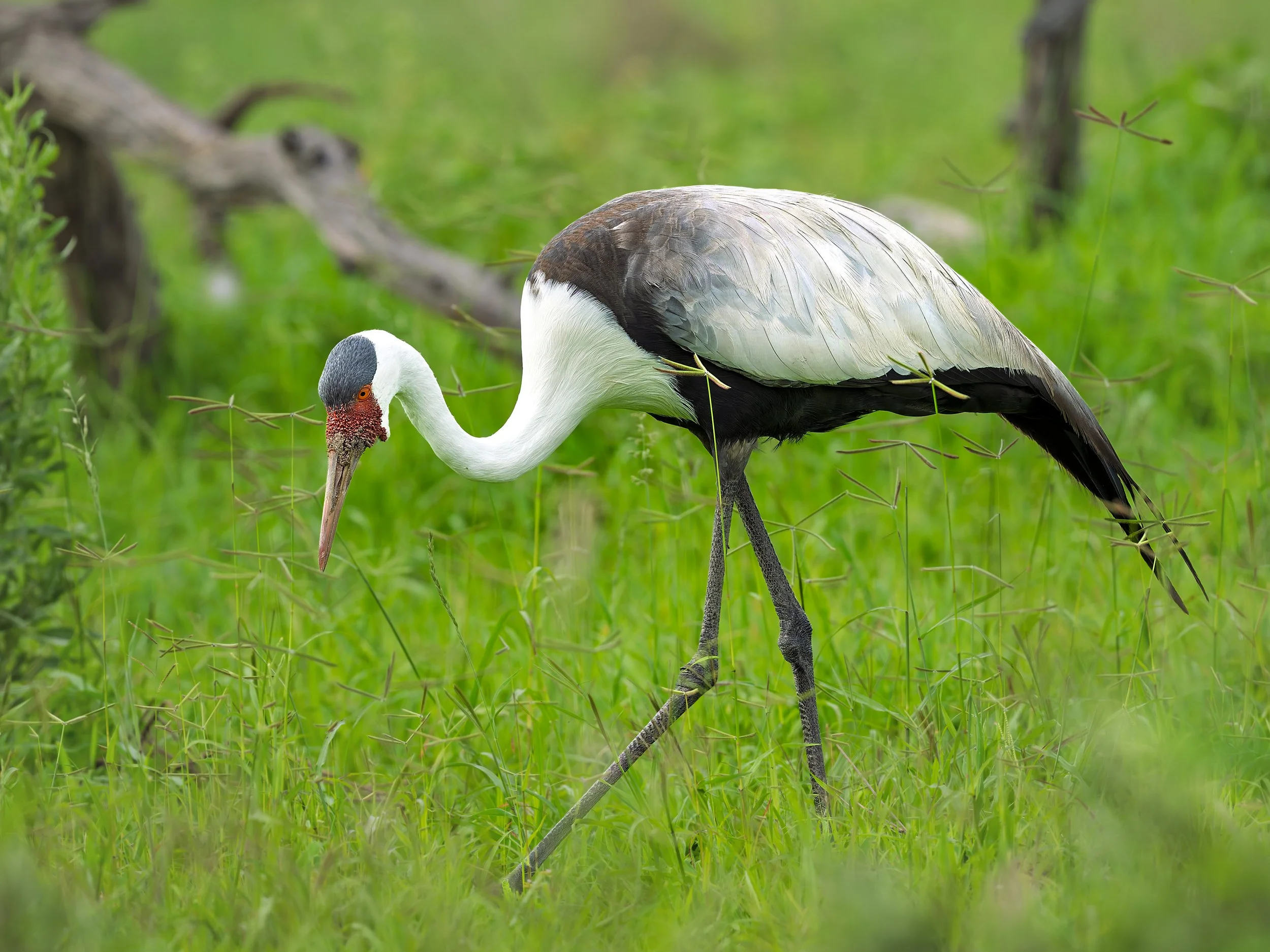 Wattled Crane
