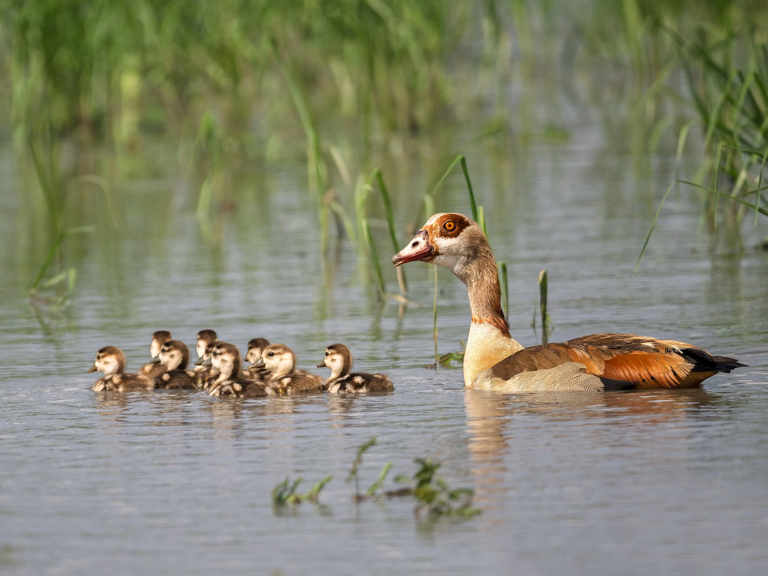 Egyptian Goose, with chicks