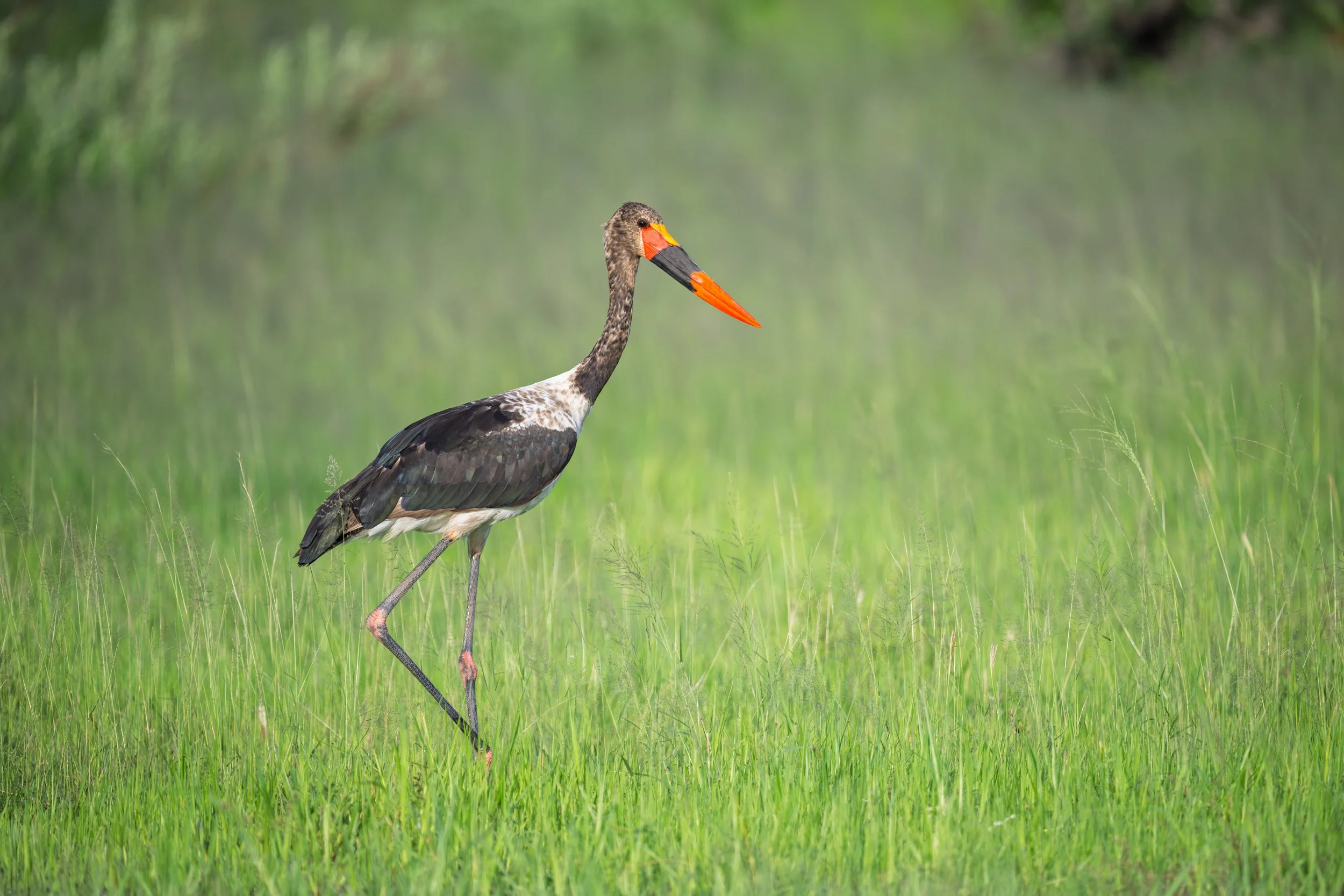 Saddle-billed Stork