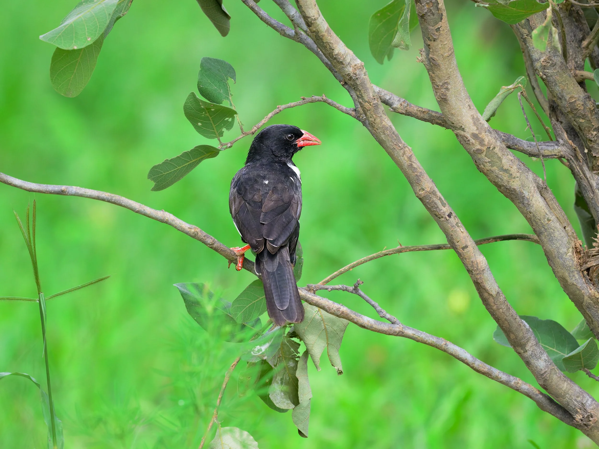 Red-billed Buffalo Weaver