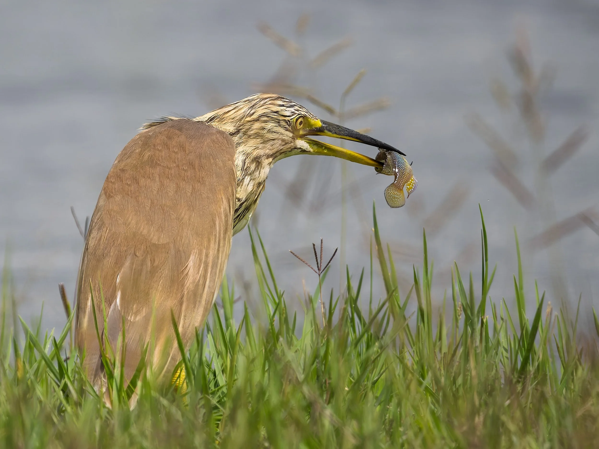 Squacco Heron, with fish