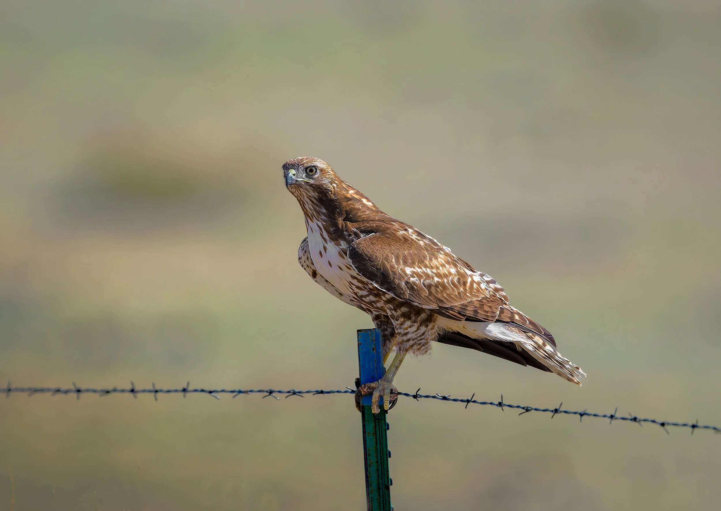 Red-tailed Hawk, on the road south of Las Animas