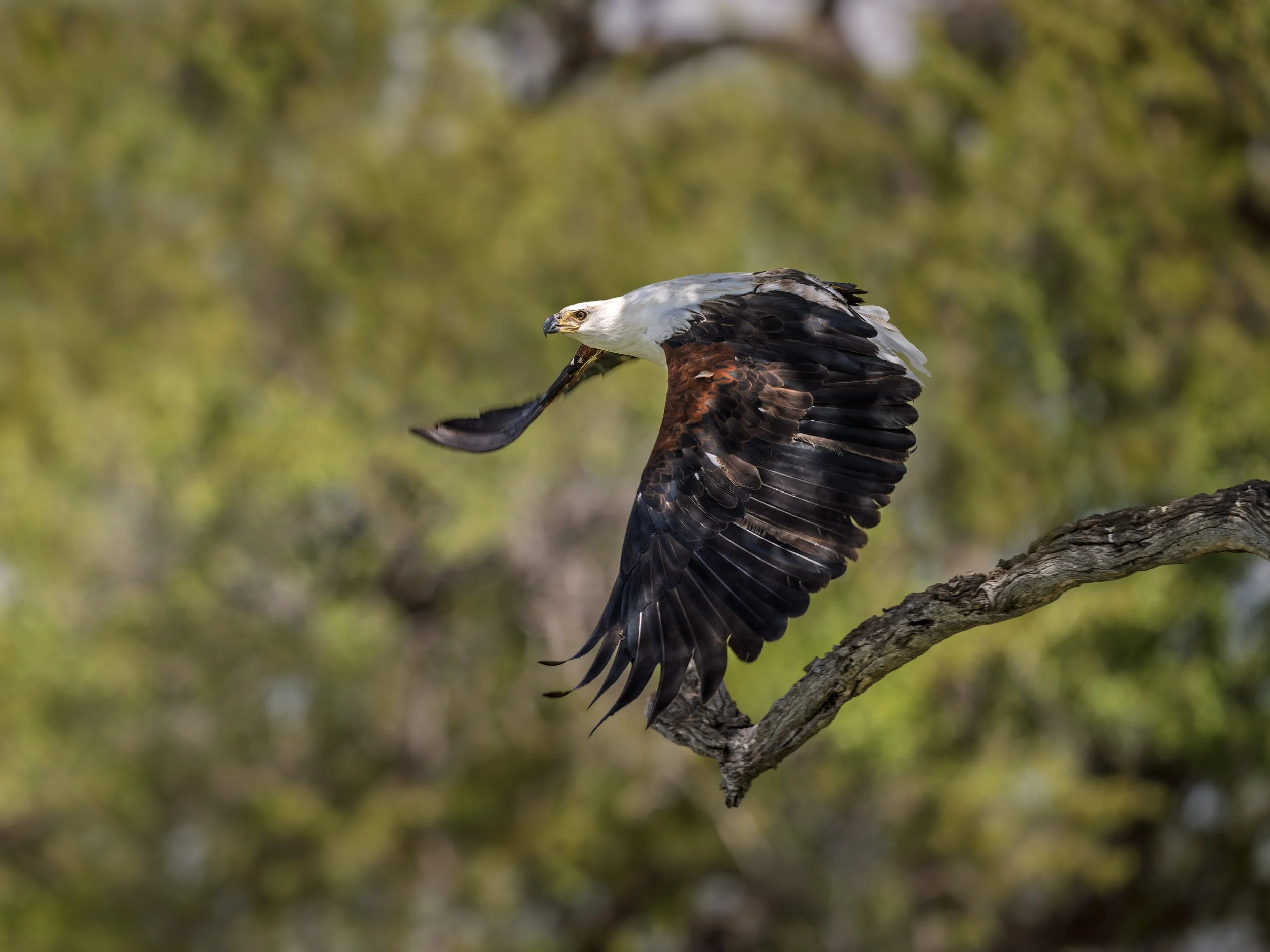 African Fish-Eagle
