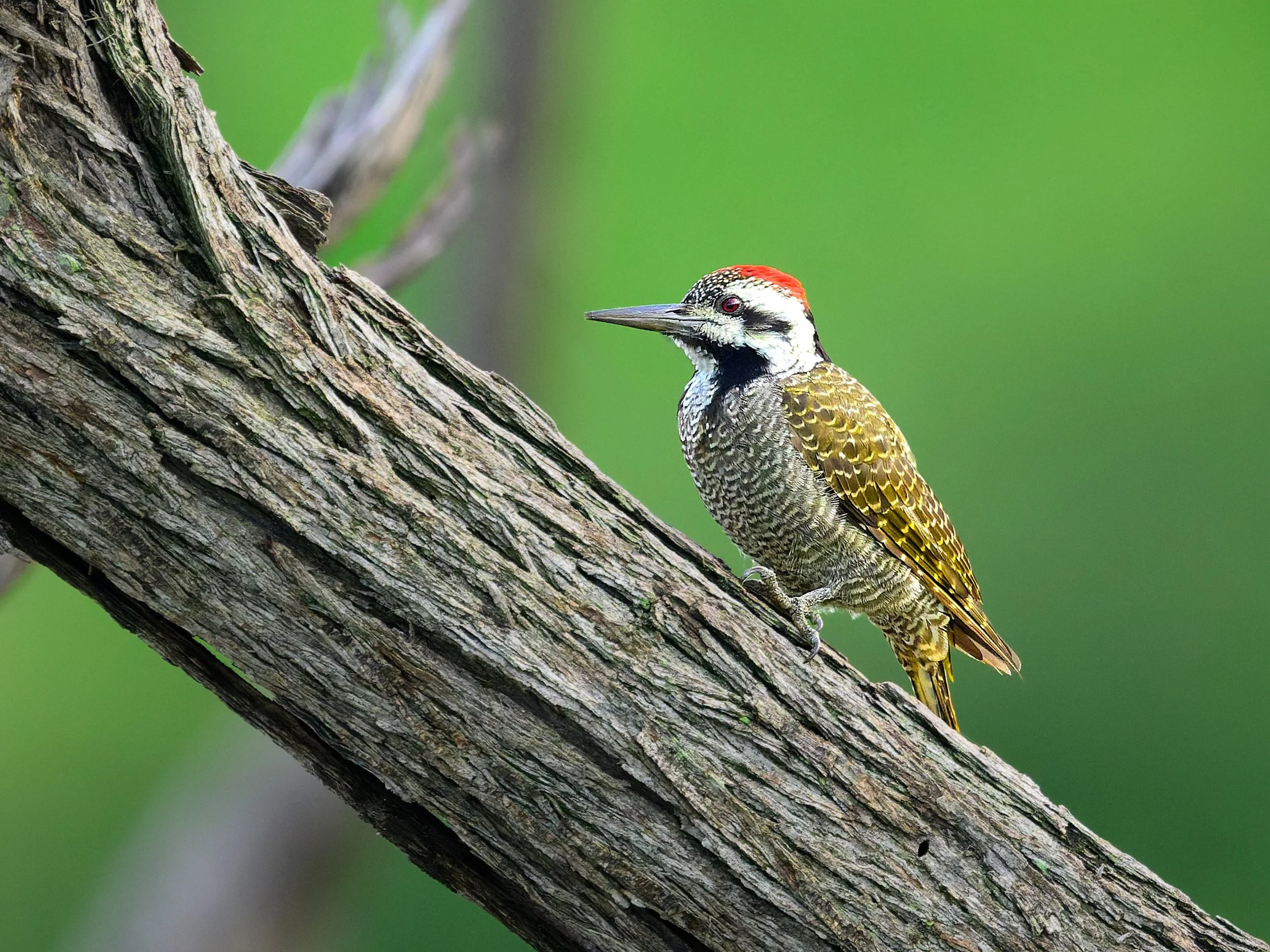 Bearded Woodpecker, male