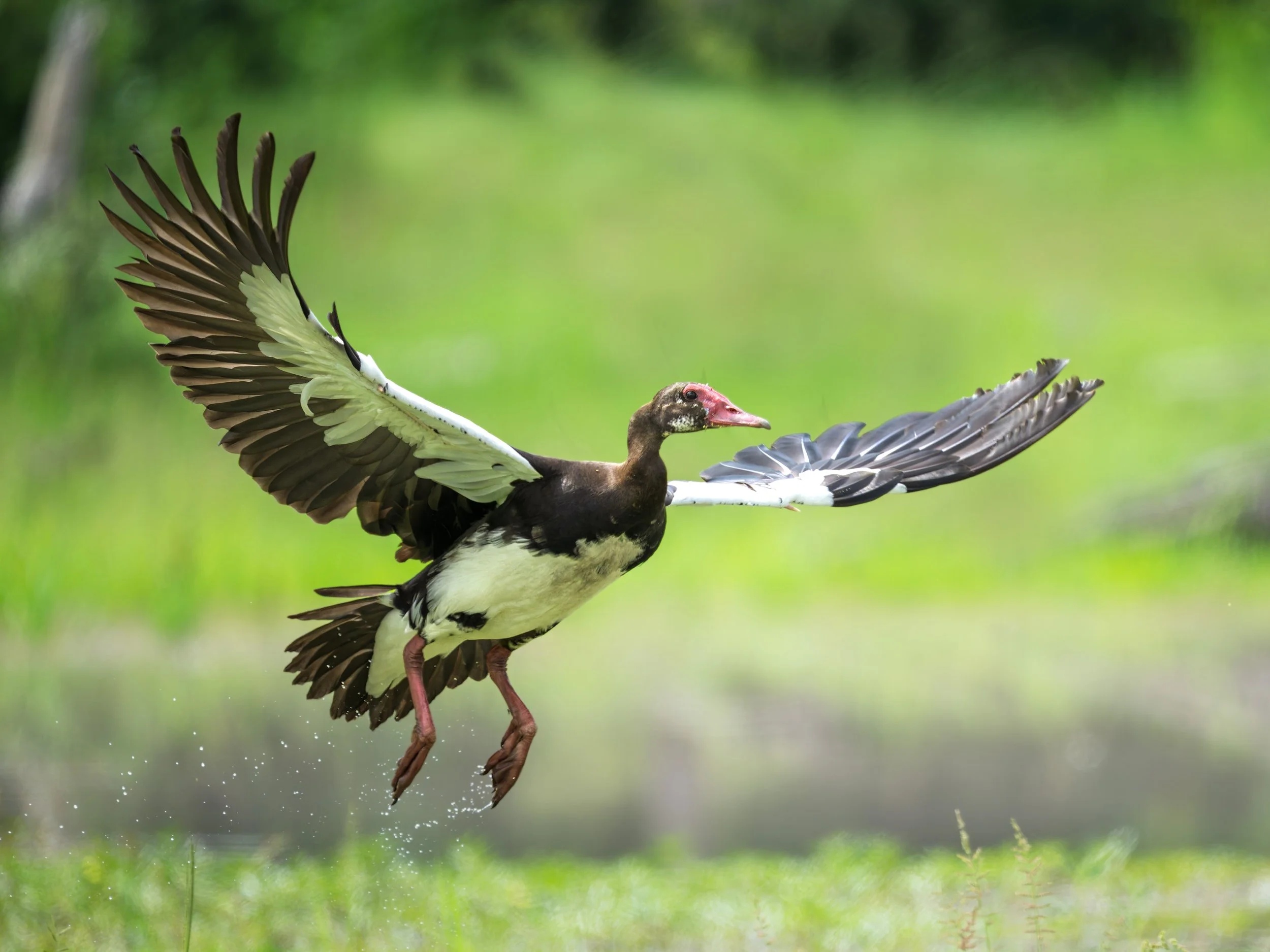 Spur-winged Goose