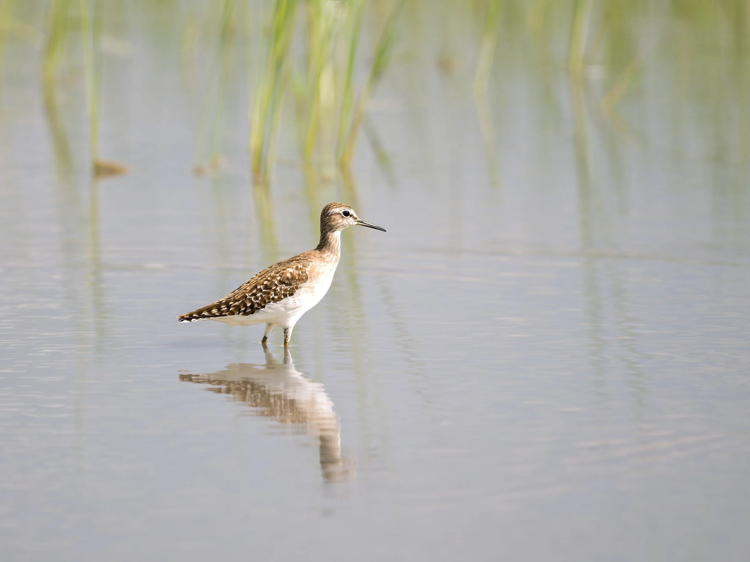 Wood Sandpiper