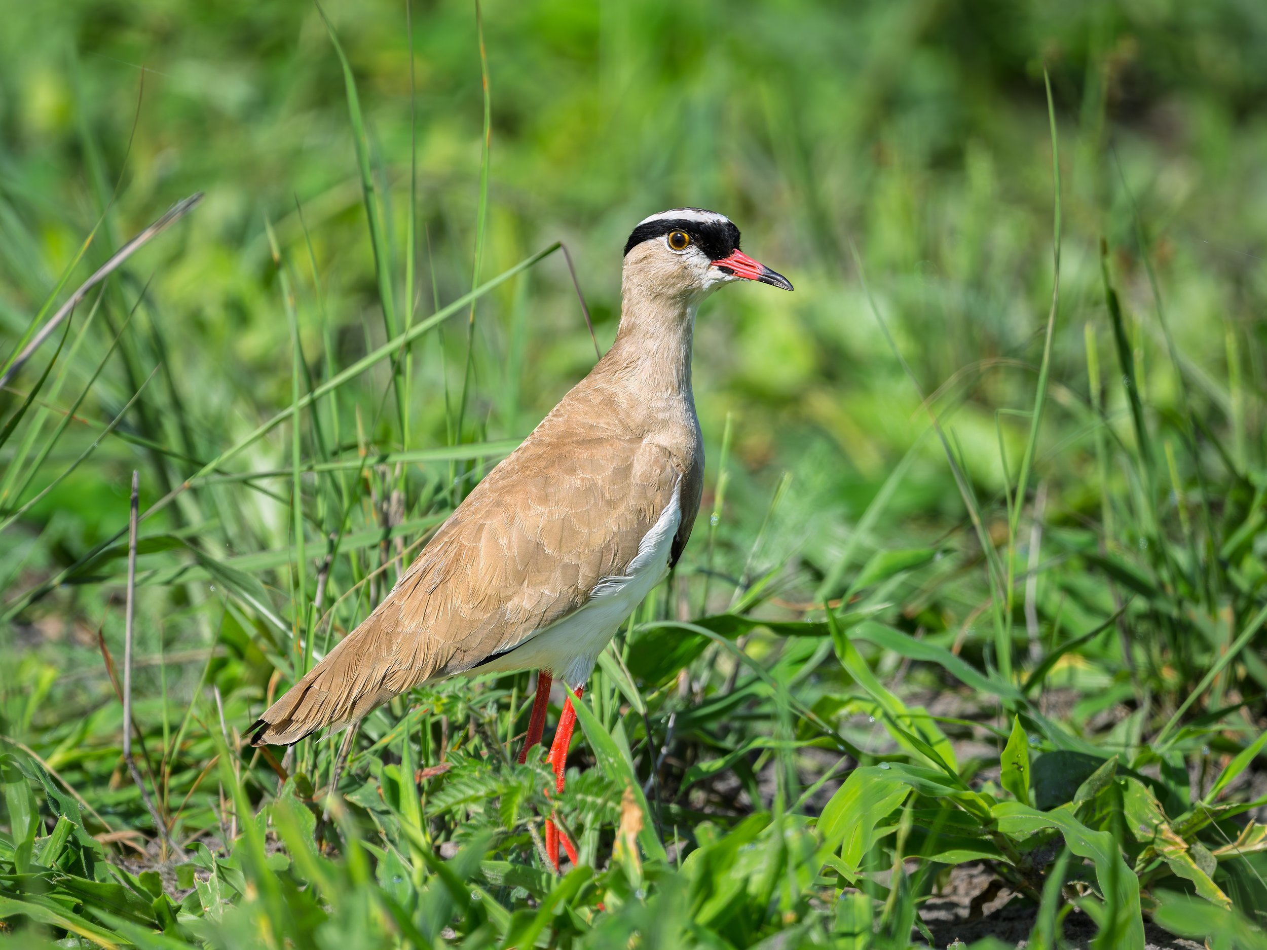 Crowned Lapwing