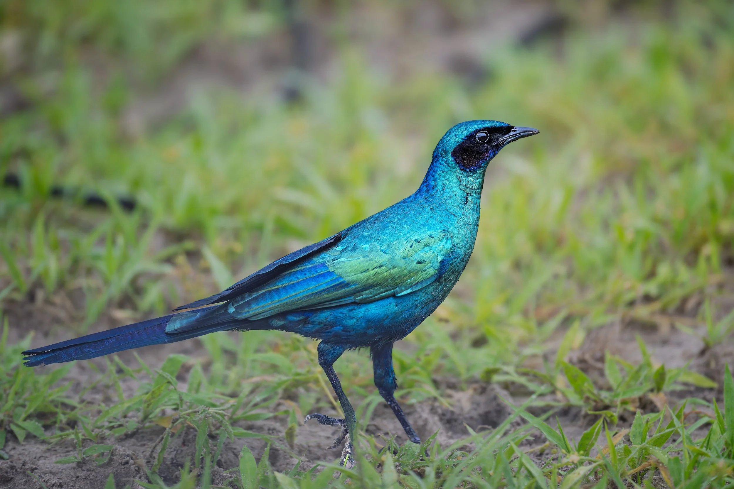 Burchell's Starling