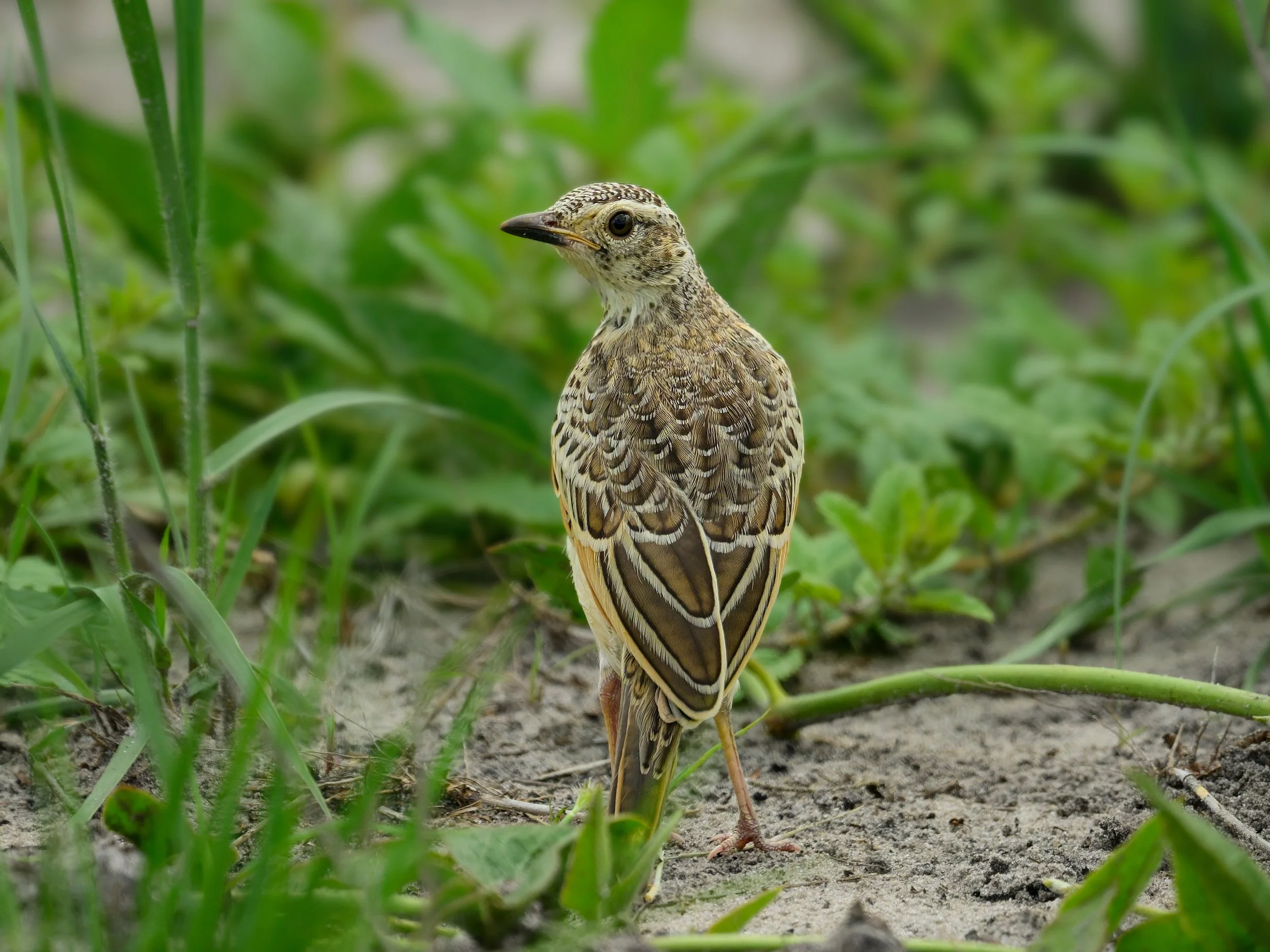 African Pipit