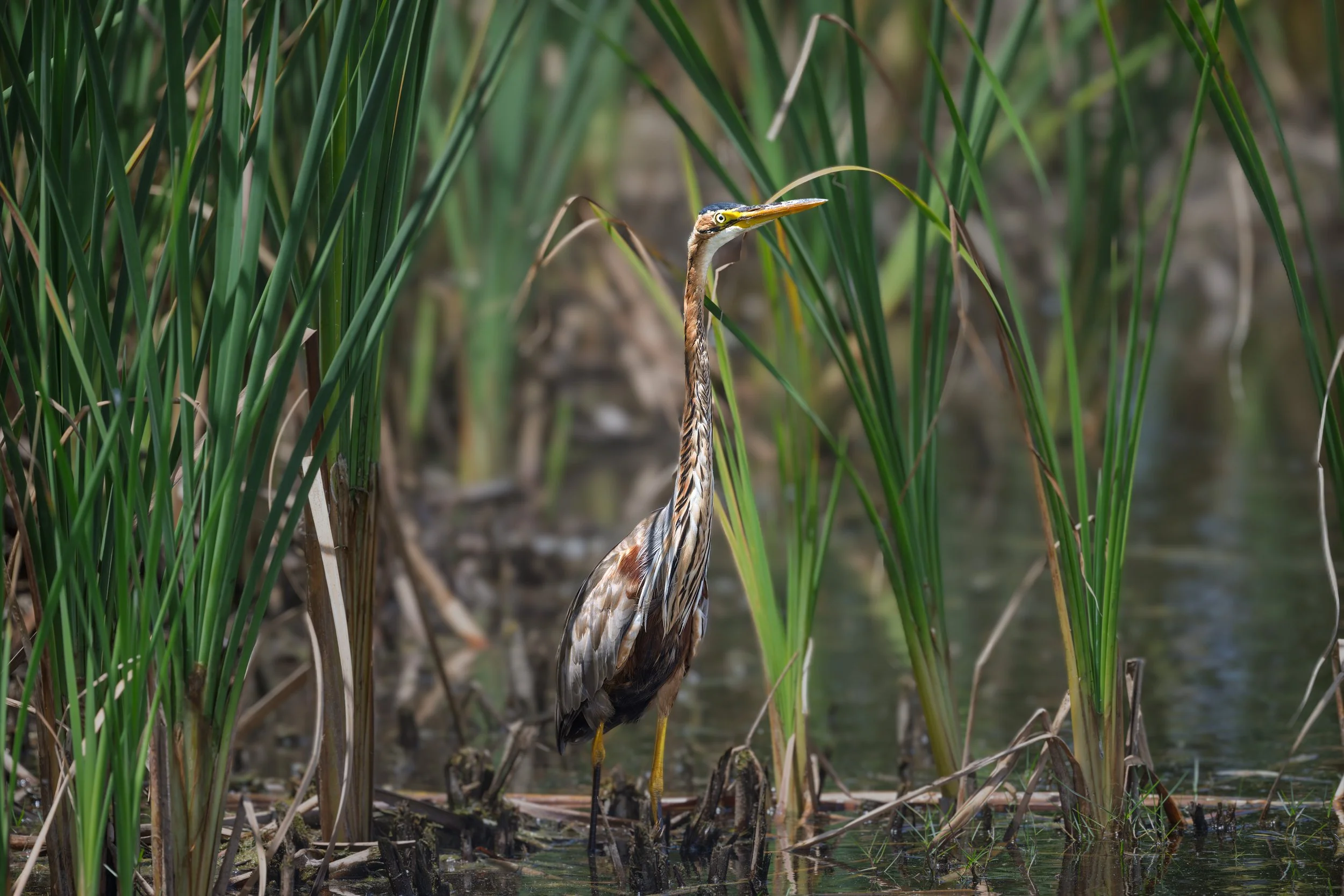 Purple Heron