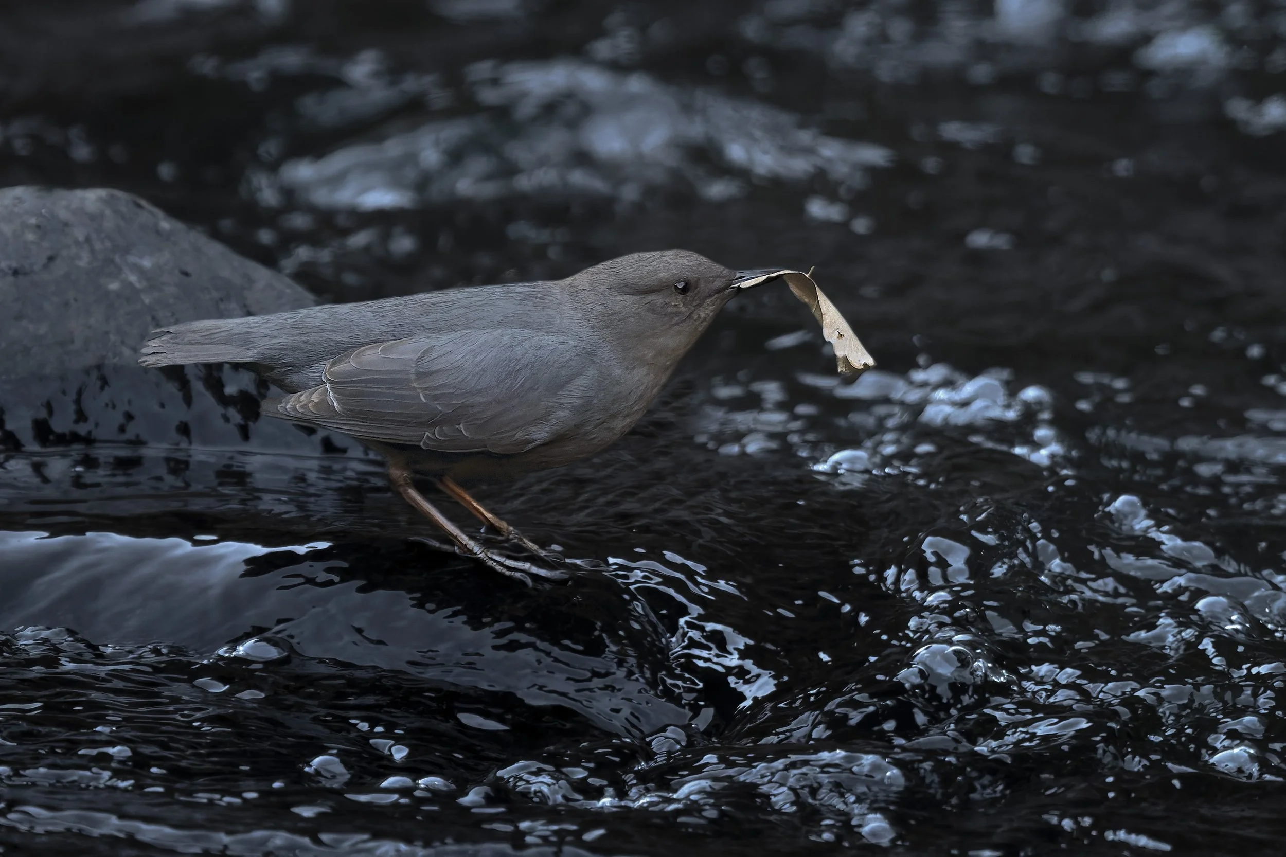 American Dipper, with leaf for nest, Clear Creek, Golden, CO