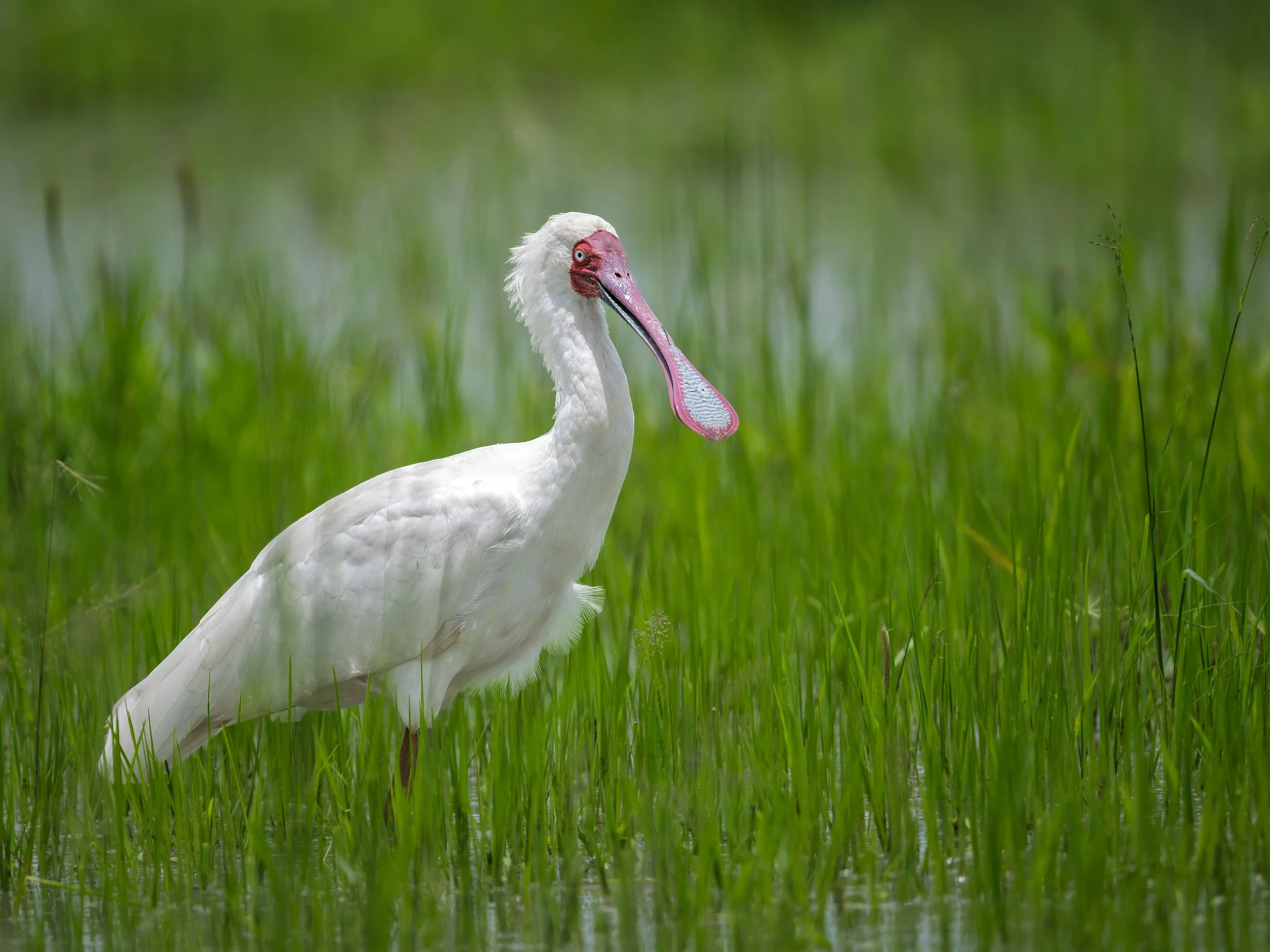 African Spoonbill
