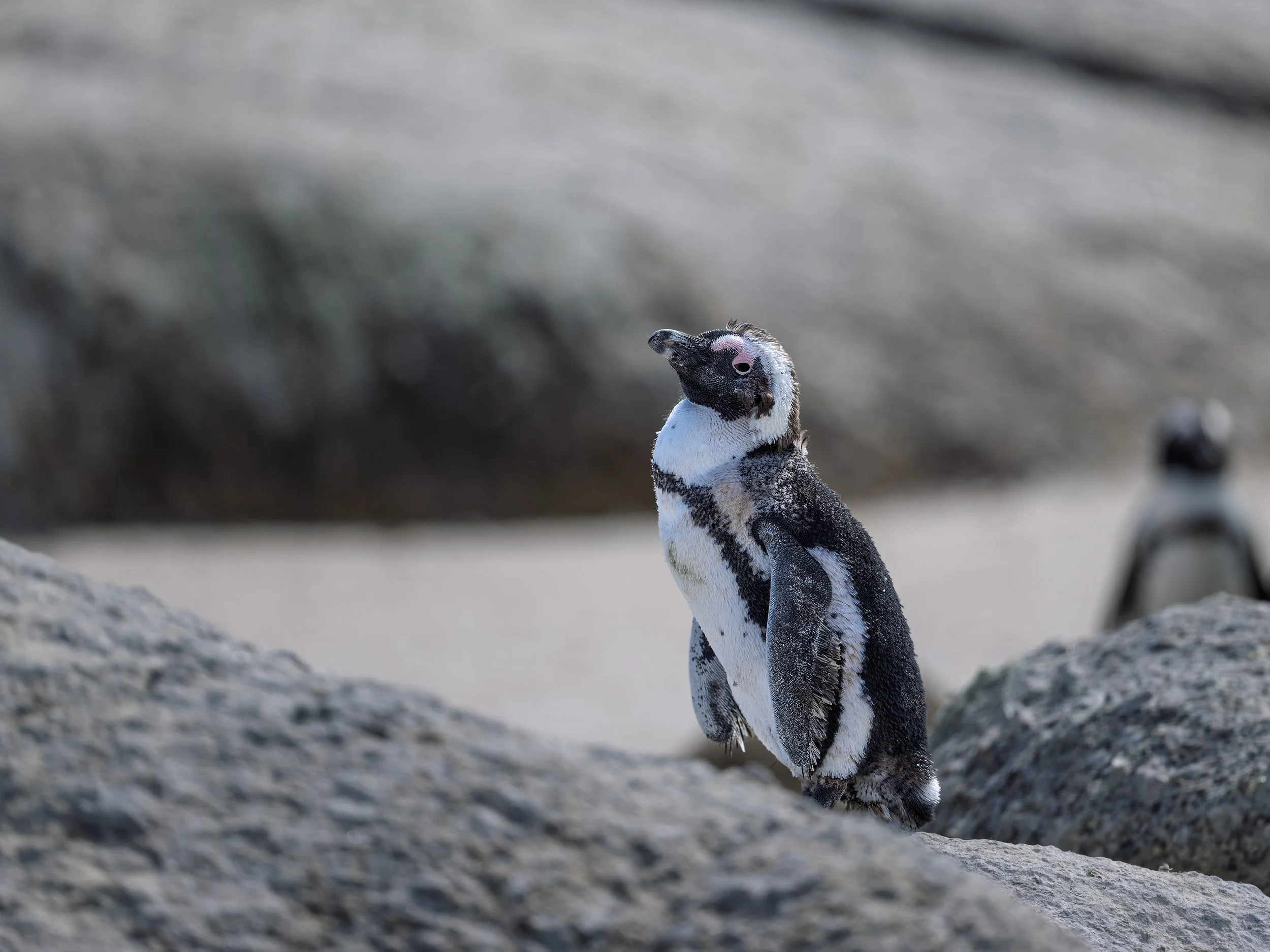 African penguin, Cape peninsula beach