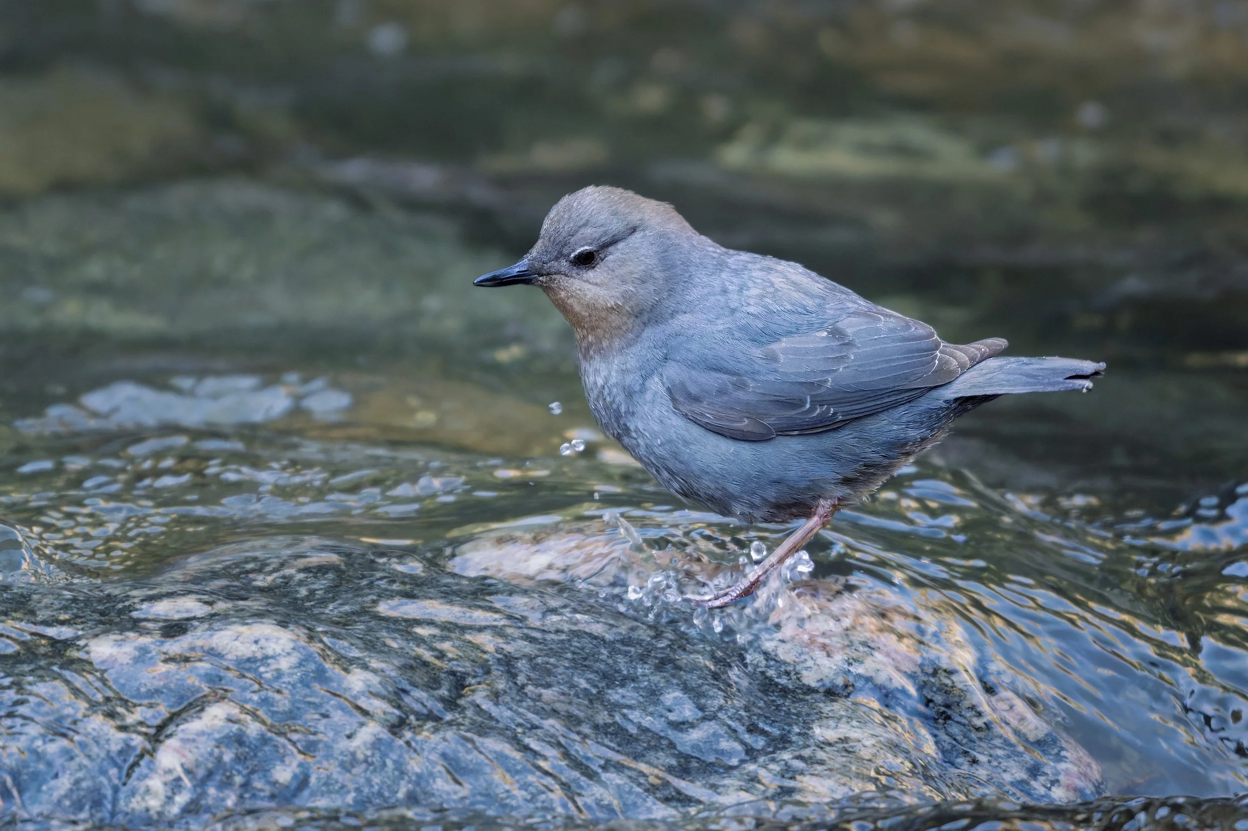 American Dipper, Clear Creek, Golden, CO