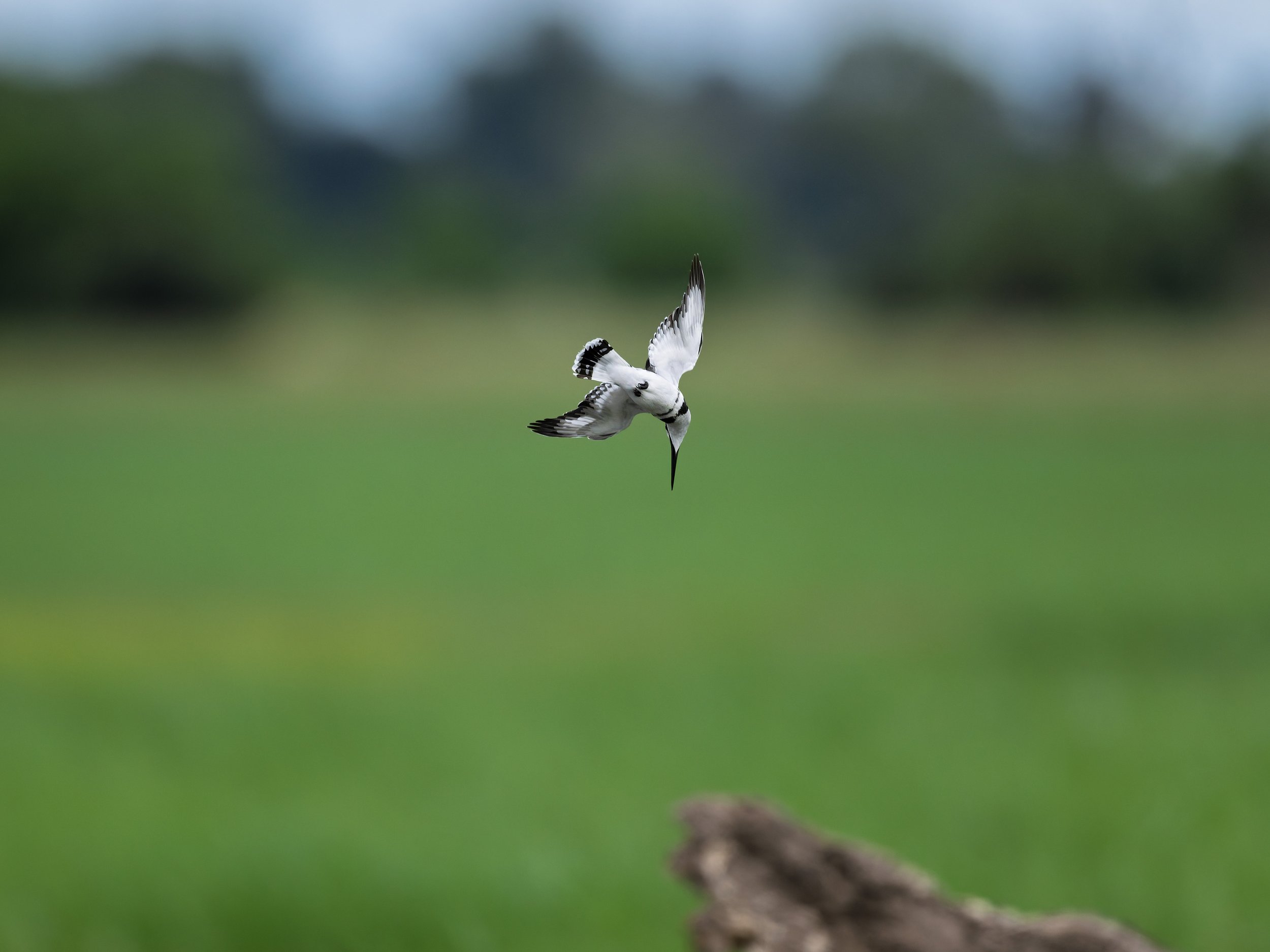Pied Kingfisher, starting dive