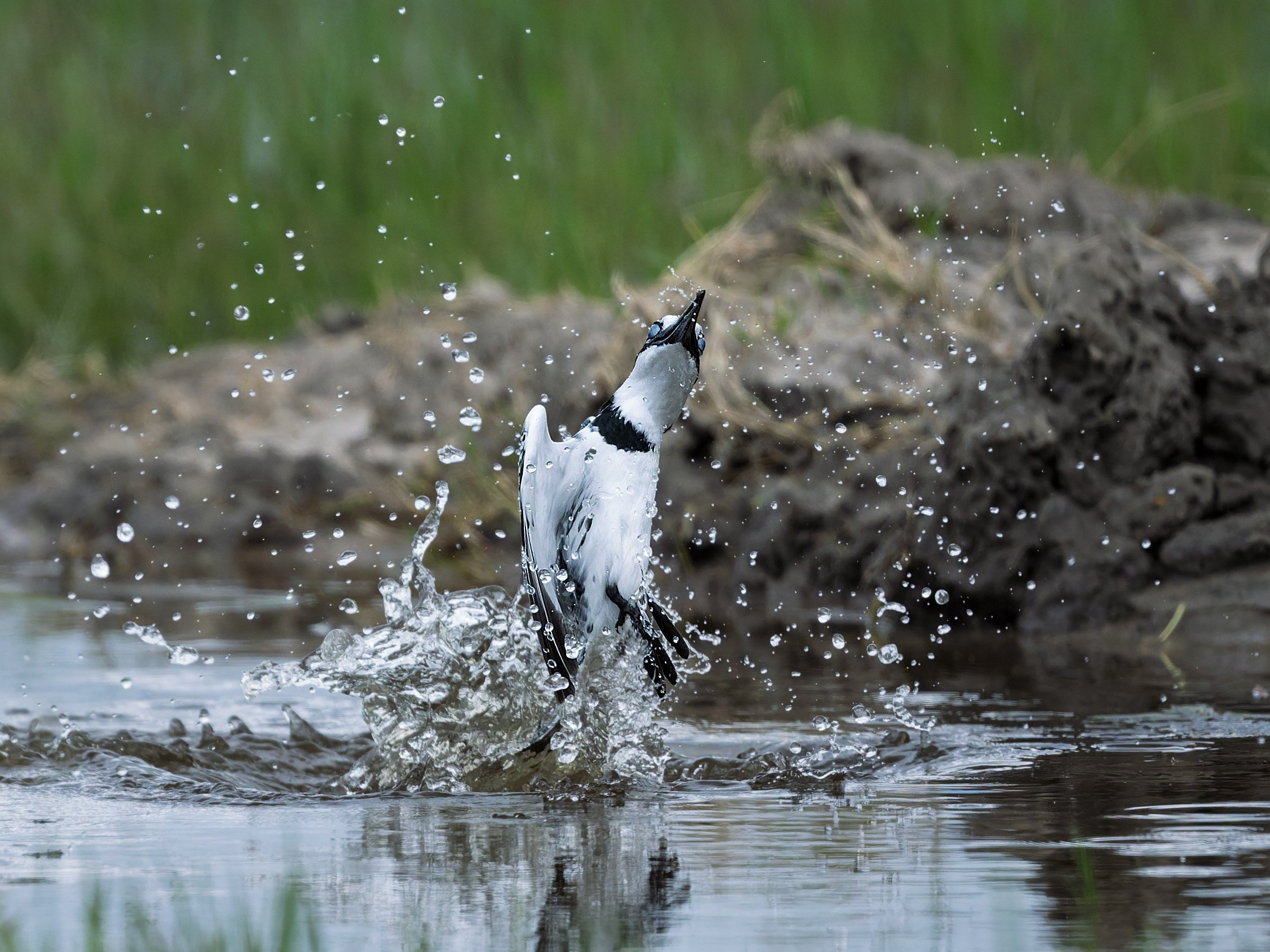 Pied Kingfisher, emerging from water