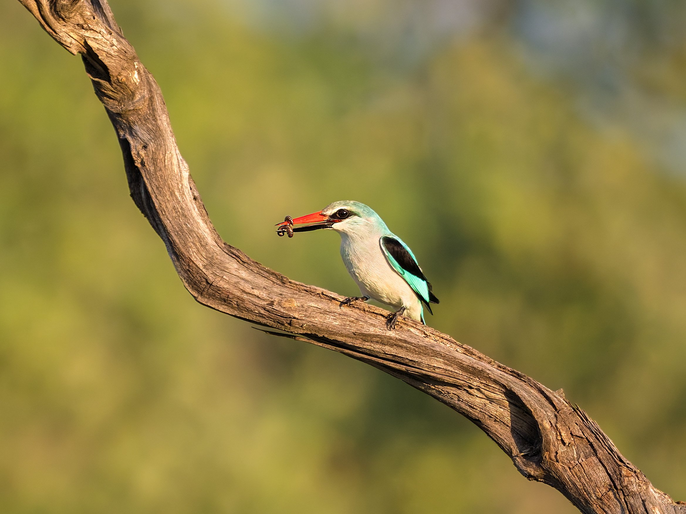 Woodland Kingfisher, with worm