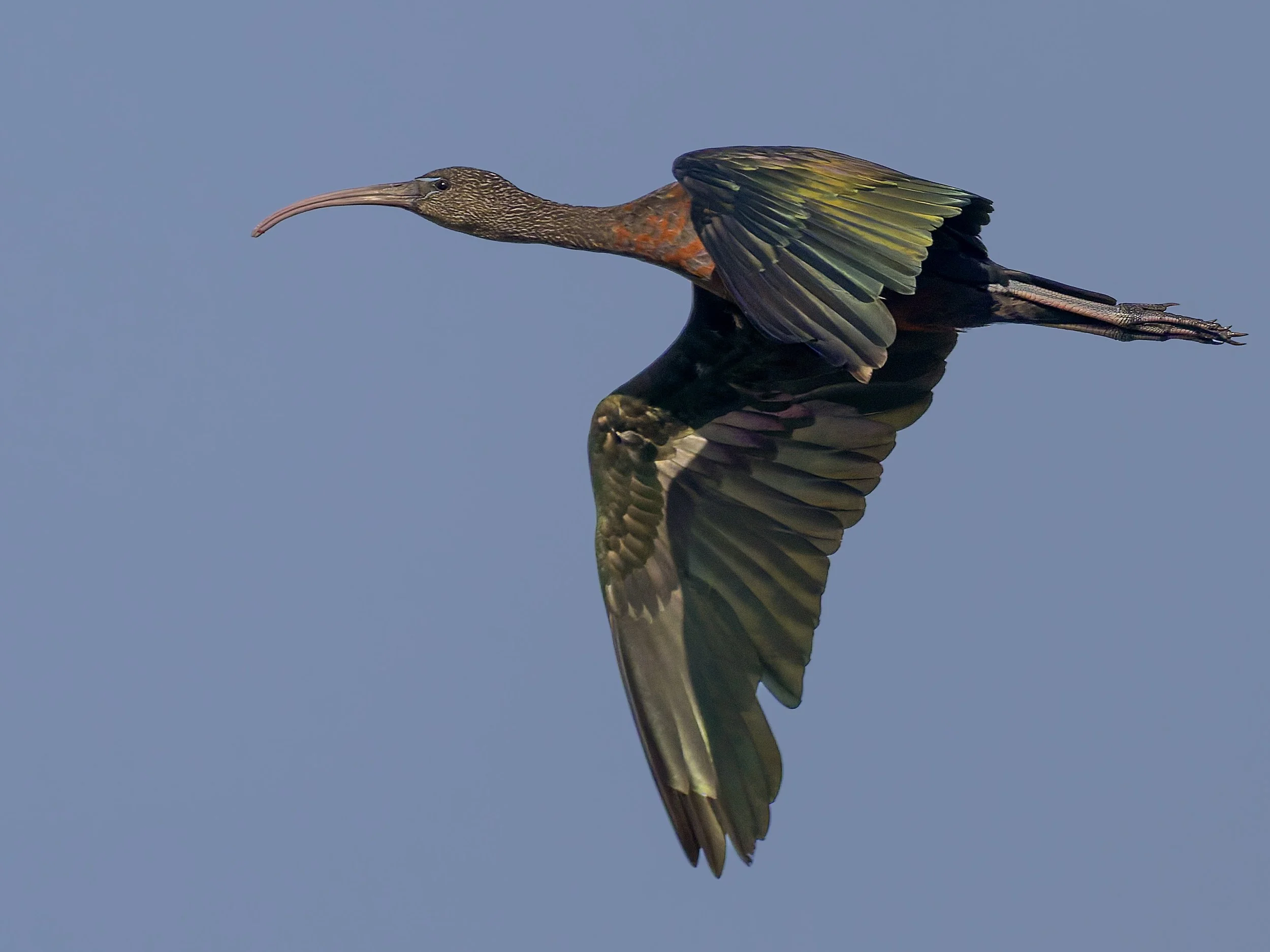 Glossy Ibis