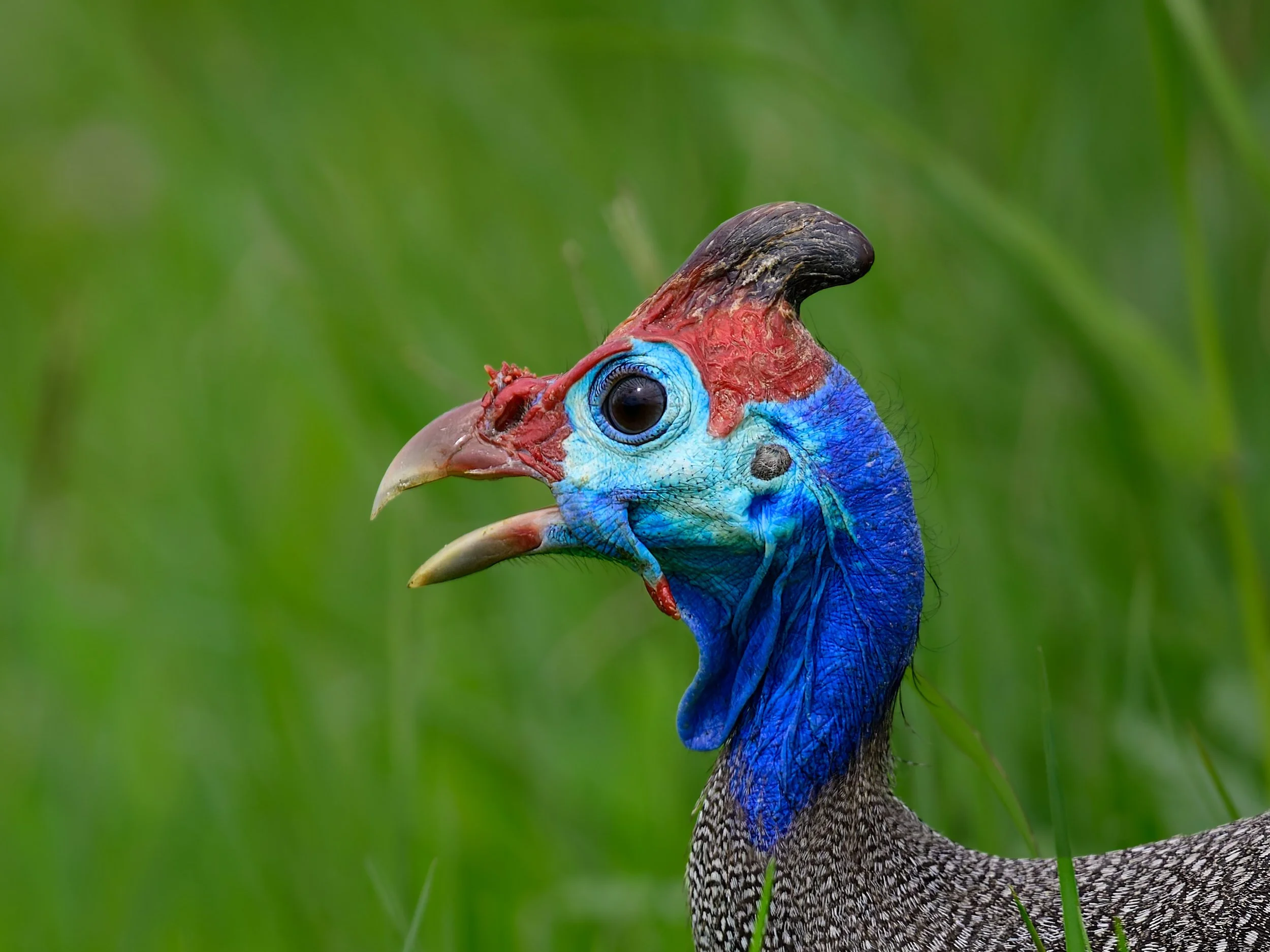 Helmeted Guineafowl