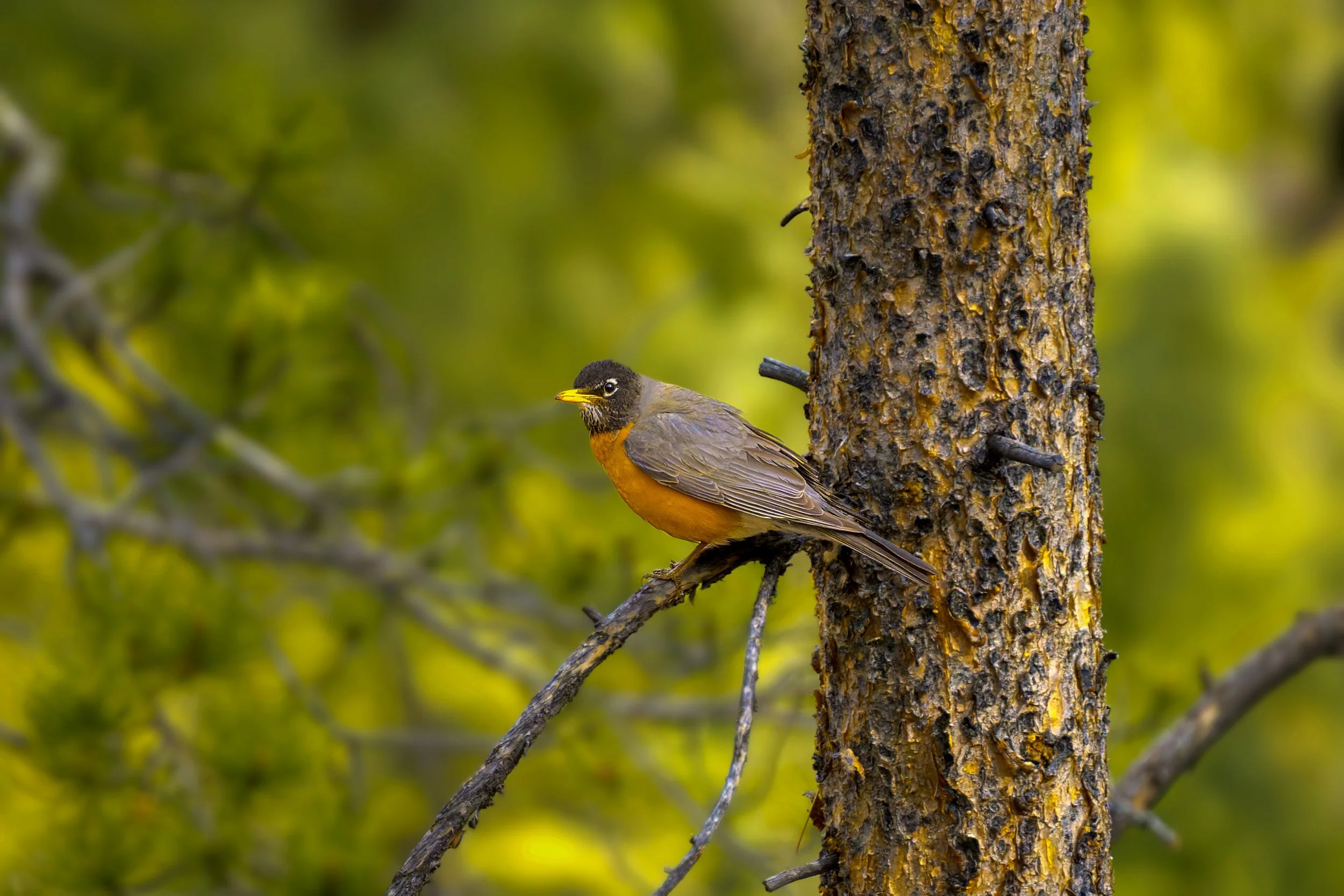 American Robin, Maxwell Falls