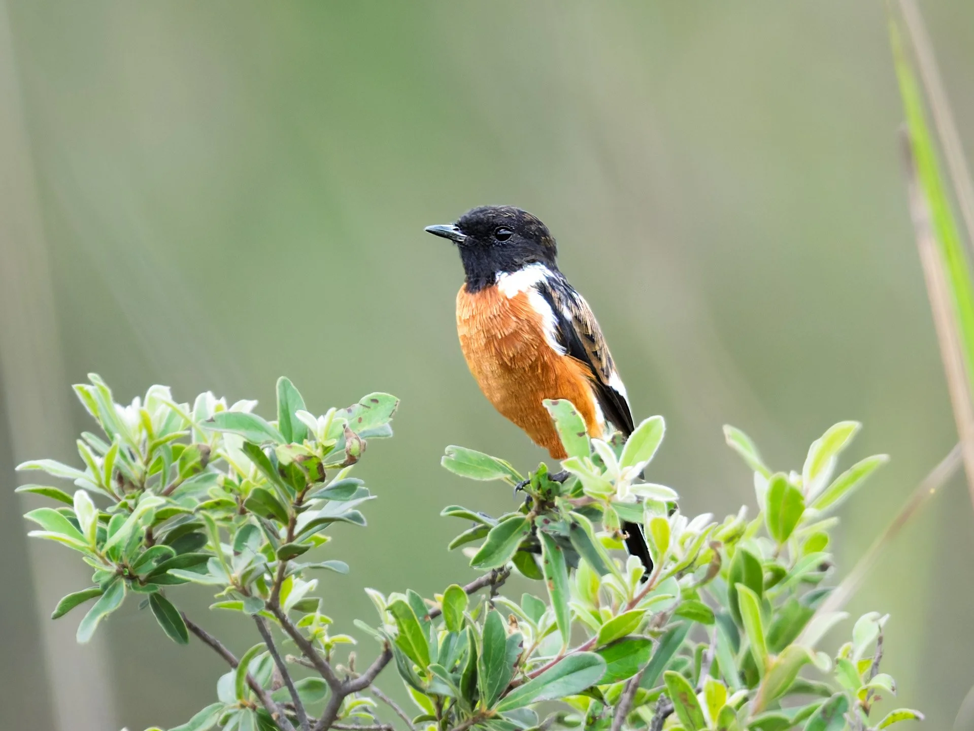 African Stonechat
