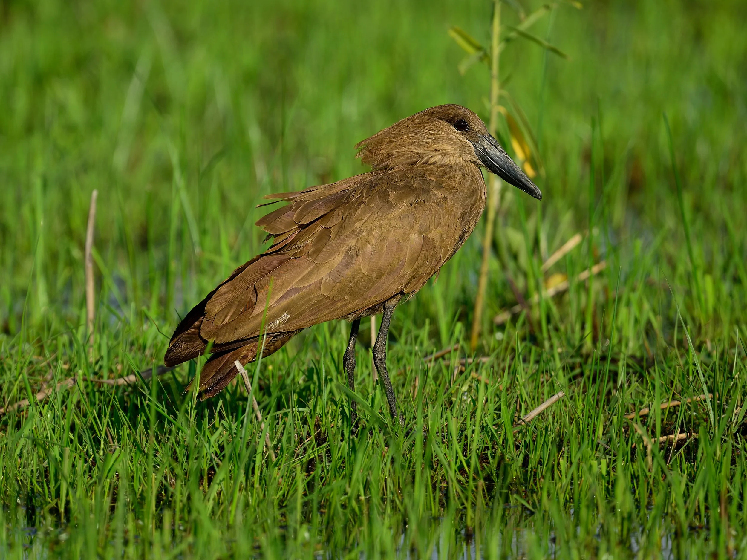 Hamerkop
