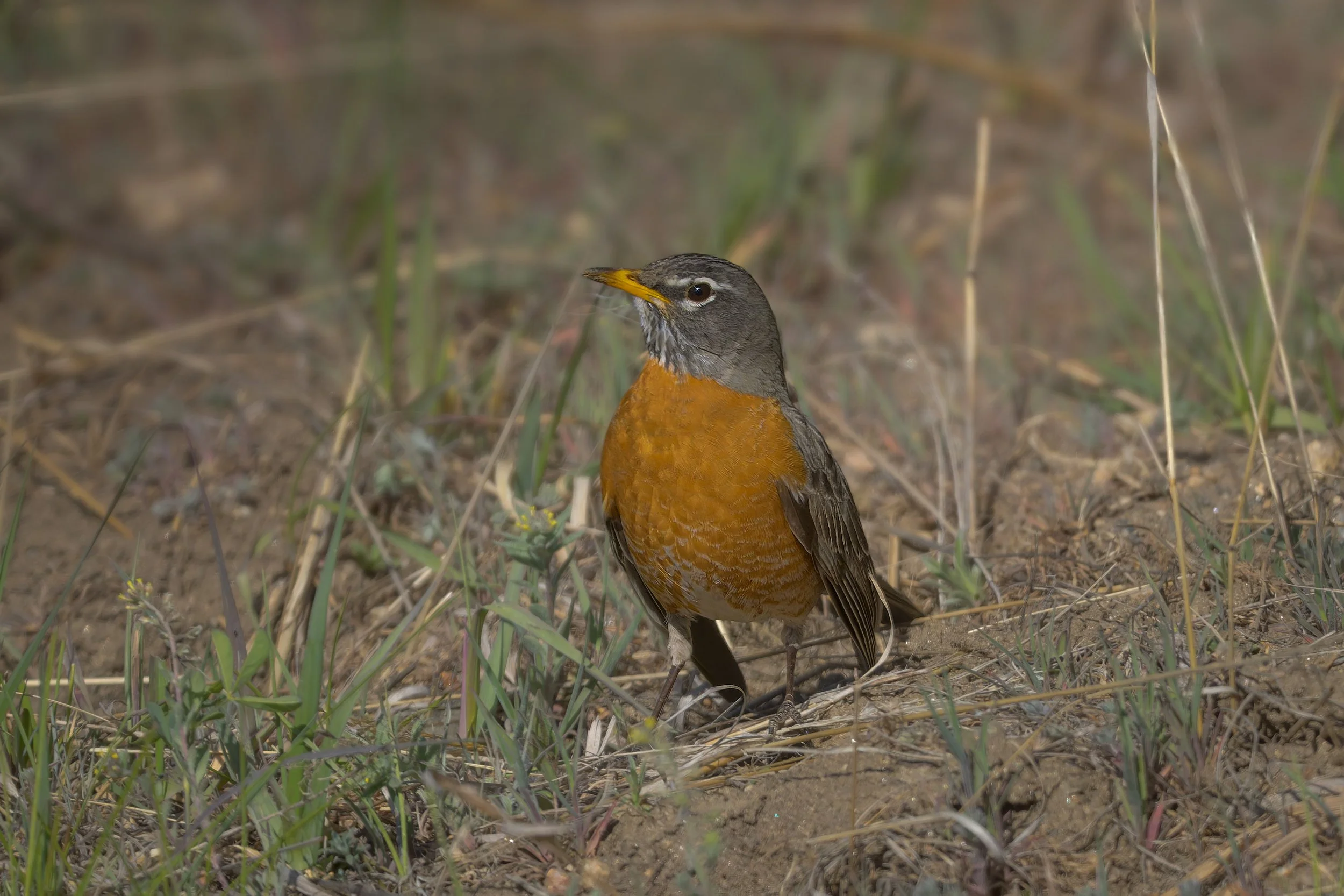 American Robin, Elk Meadow Park, Evergreen, CO