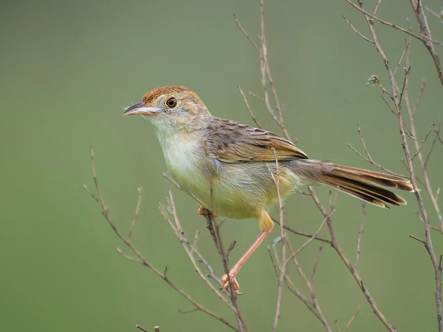 Rattling Cisticola, with nest material