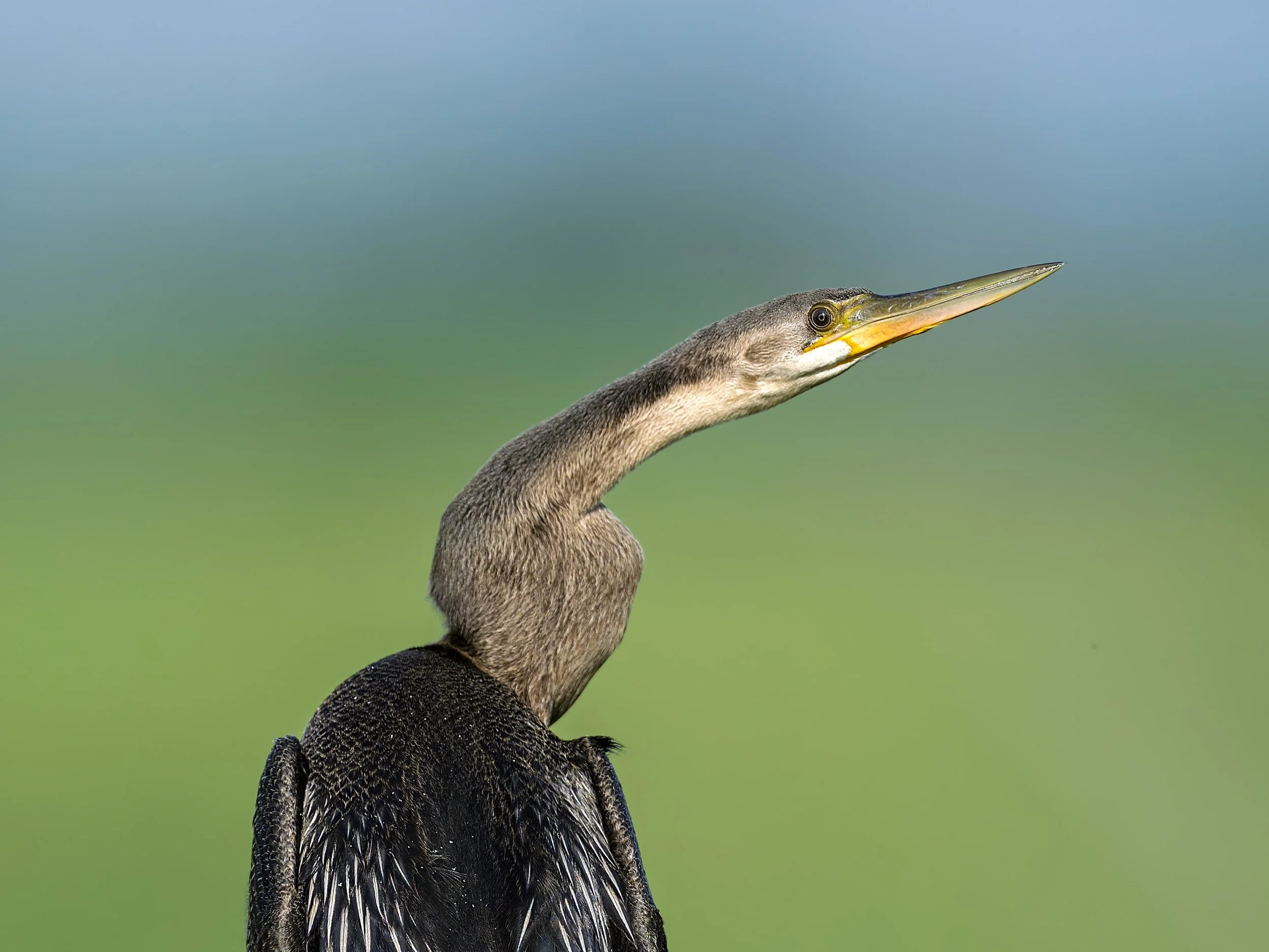 African Darter, cropped