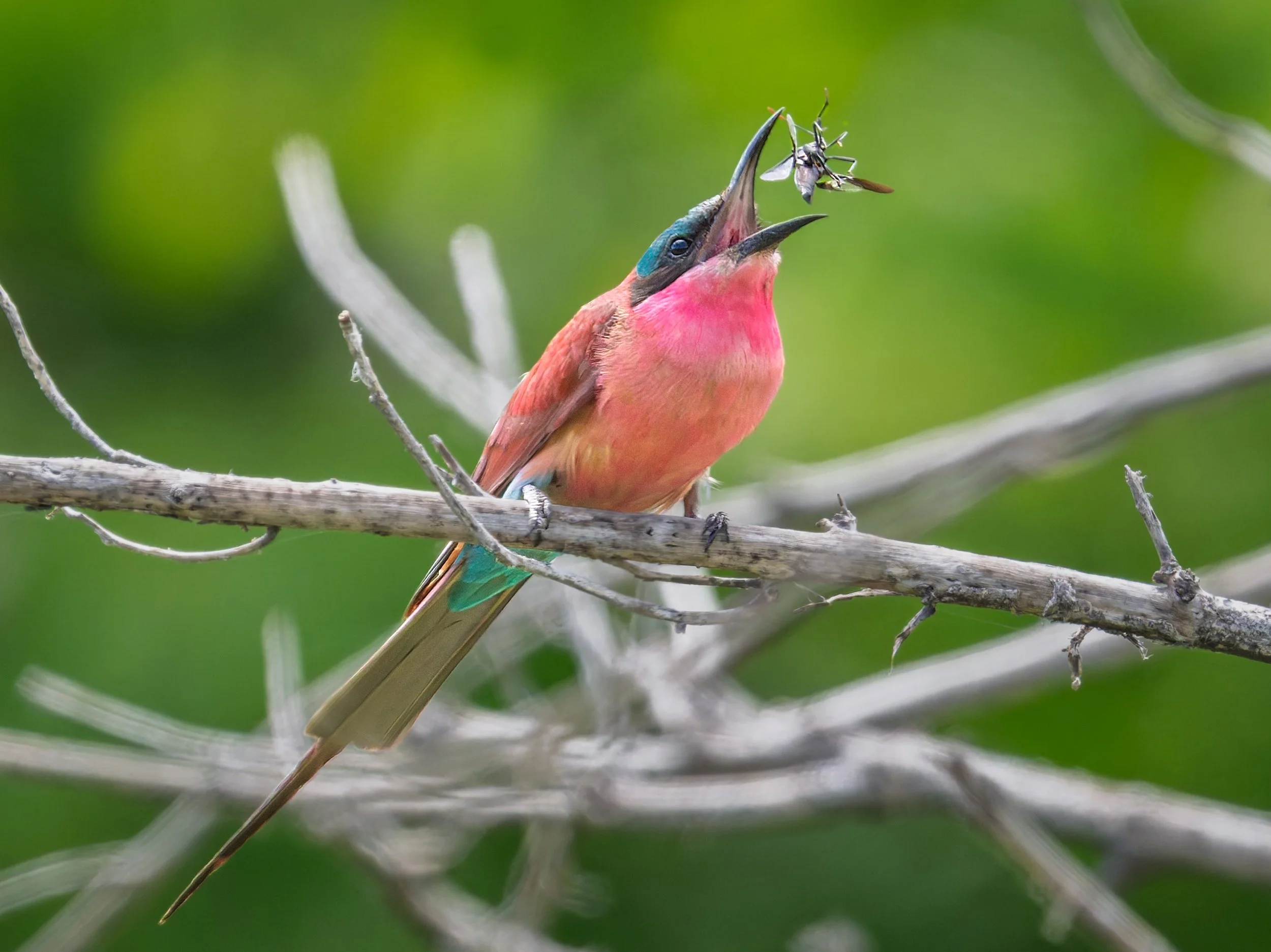 Southern Carmine Bee-eater, with insect