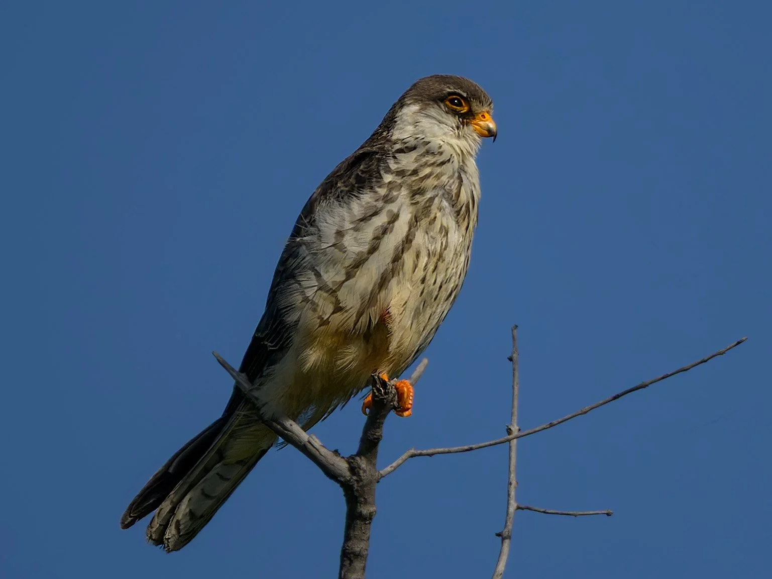 Amur Falcon