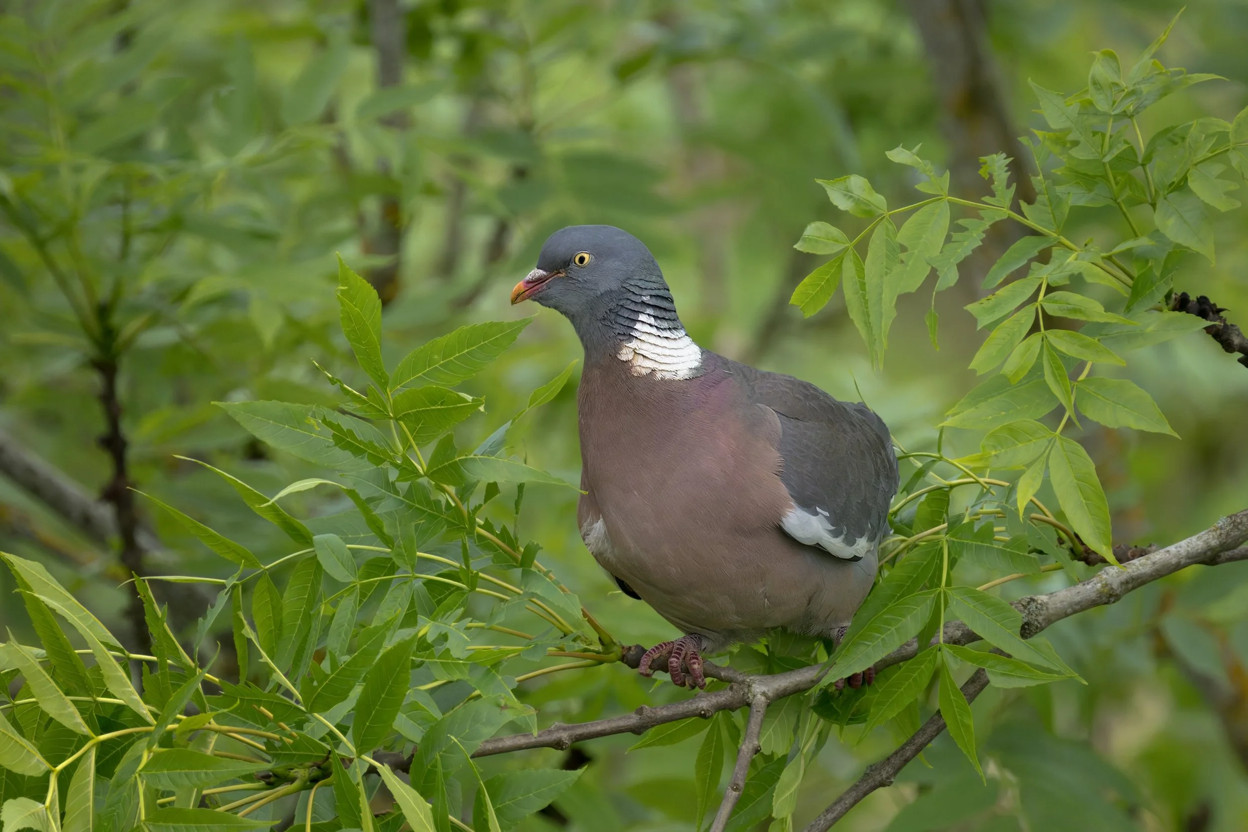 Common Wood-Pigeon, near Pontcysyllte Aqueduct
