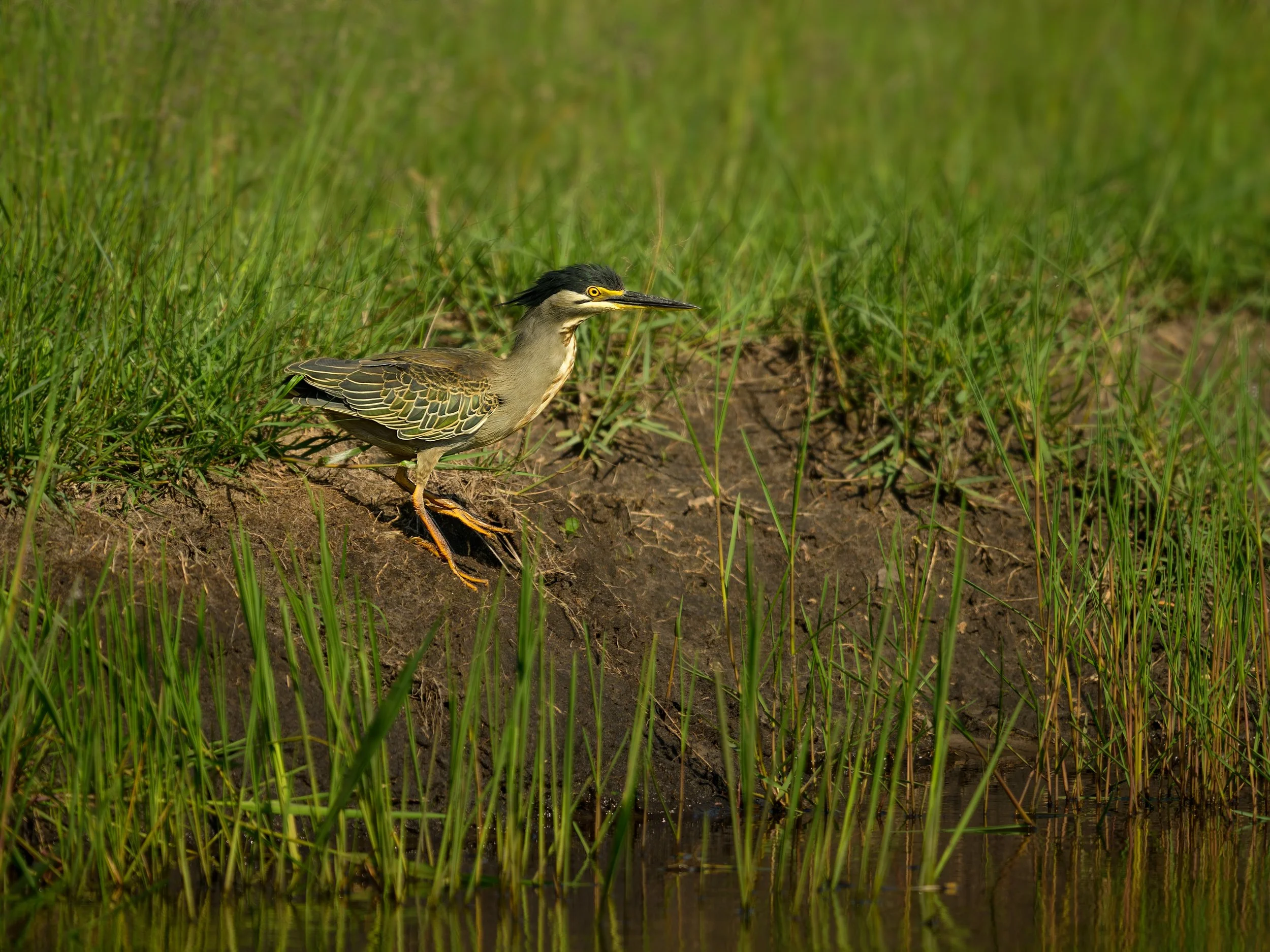 Little Heron