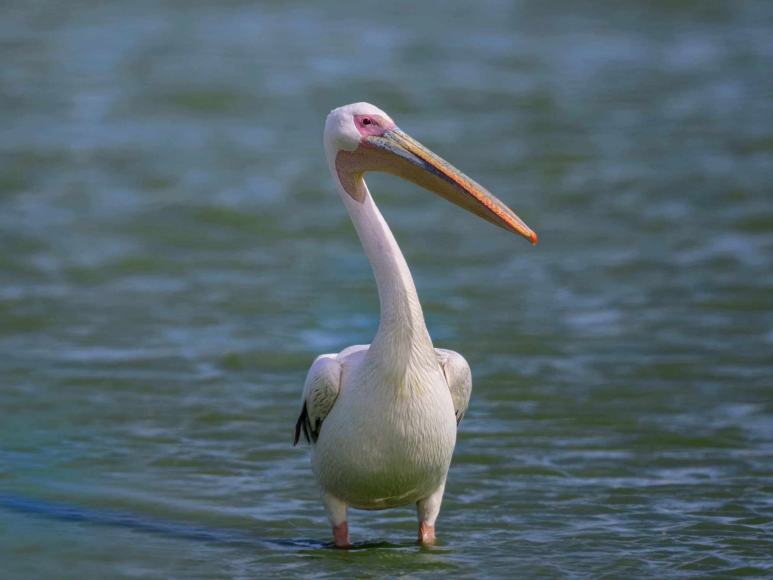 Great White Pelican