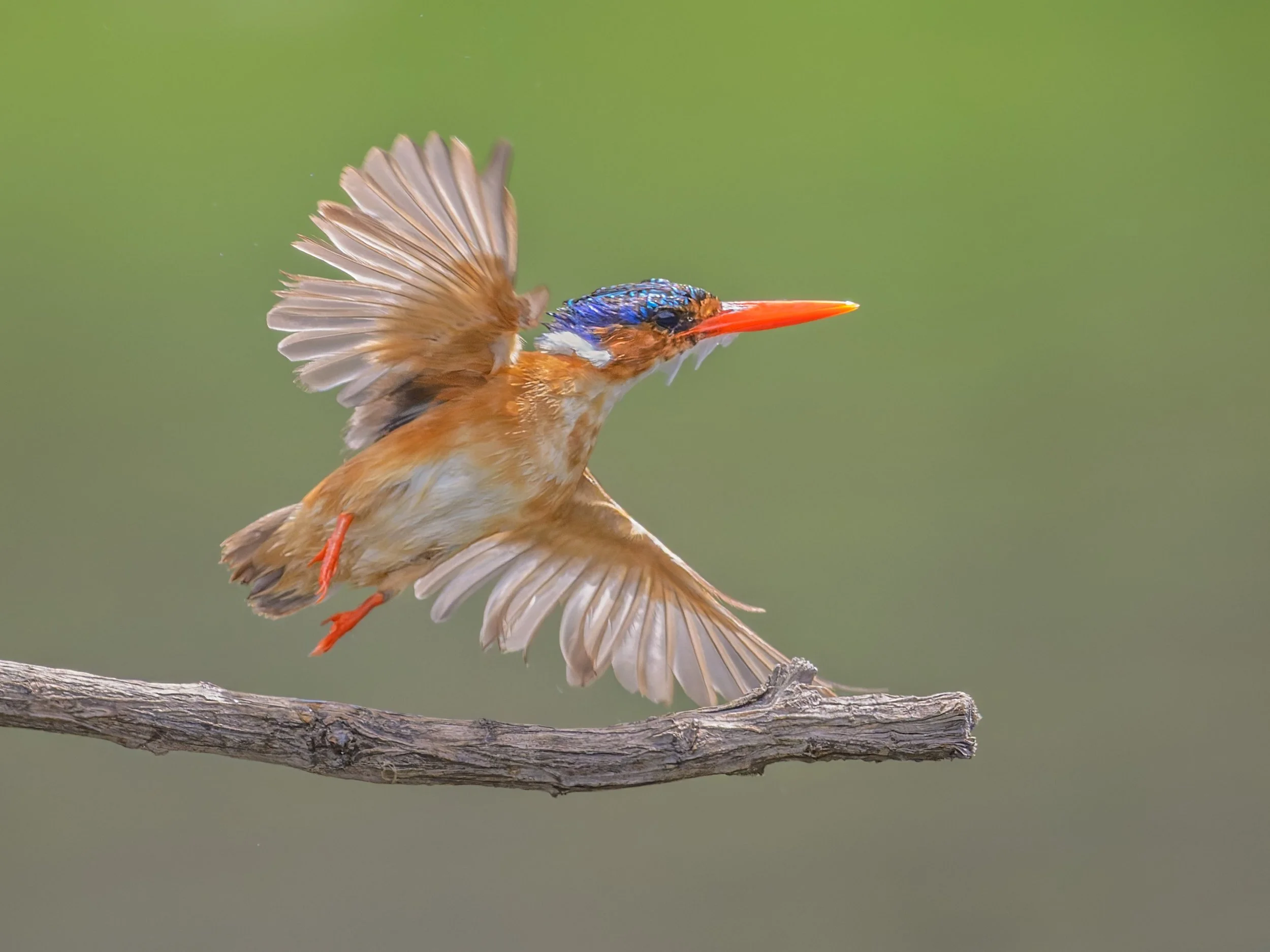 Malachite Kingfisher