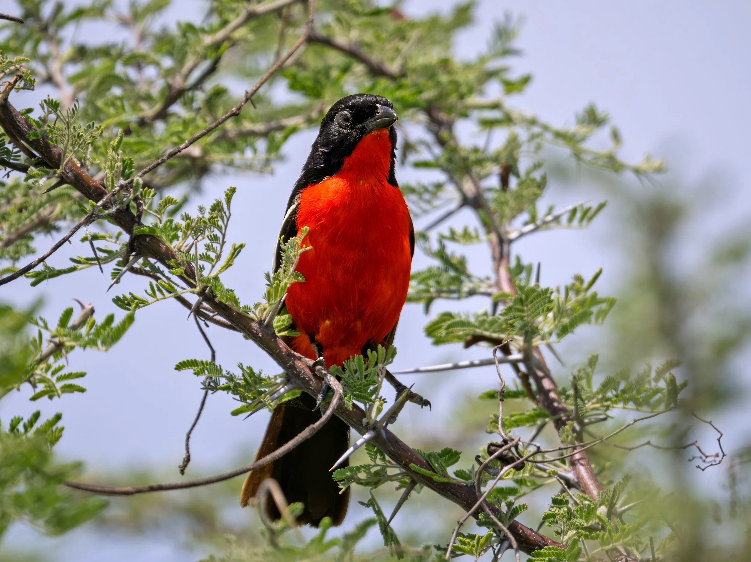 Crimson-breasted Gonolek