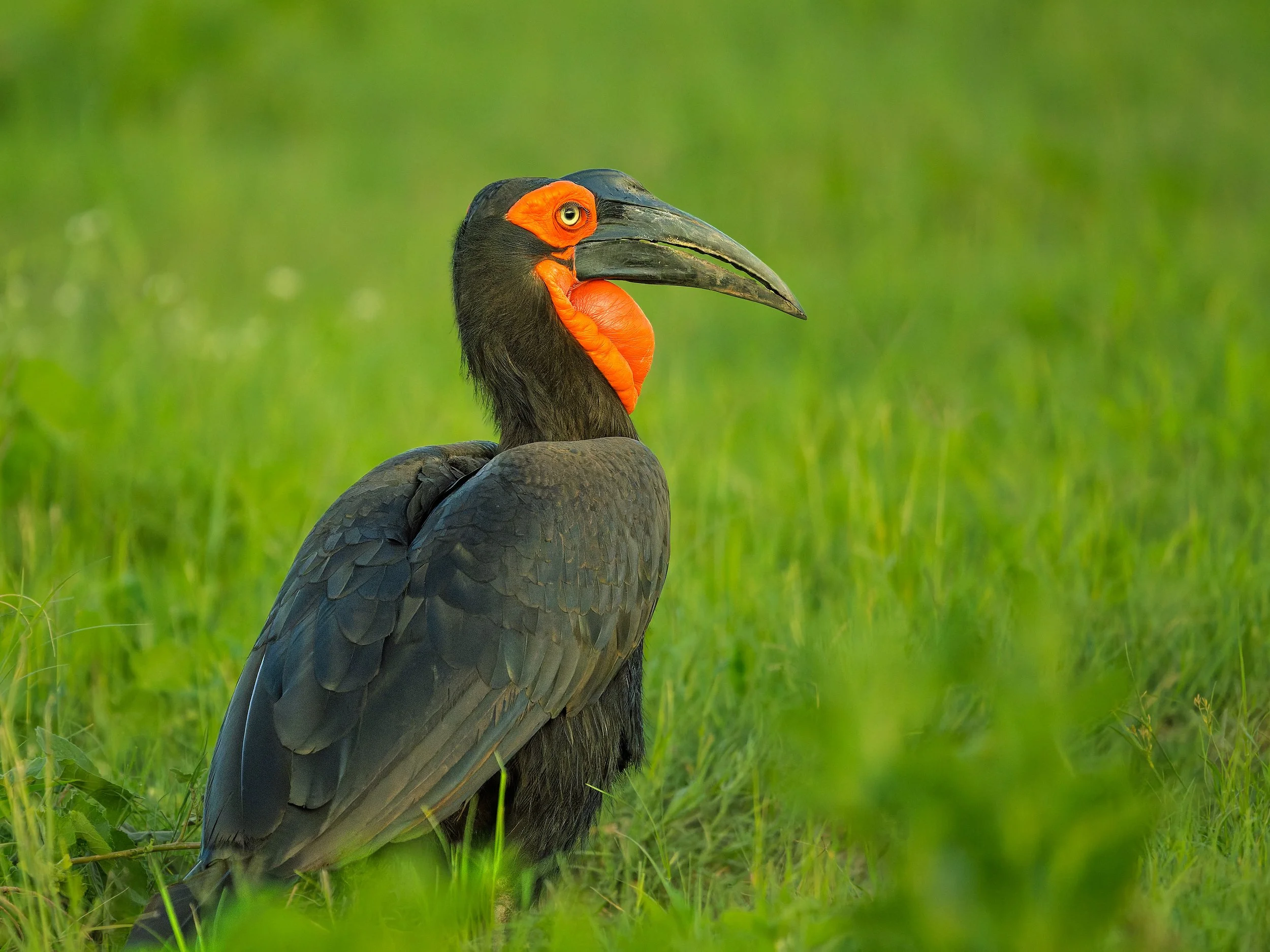 Southern Ground-Hornbill