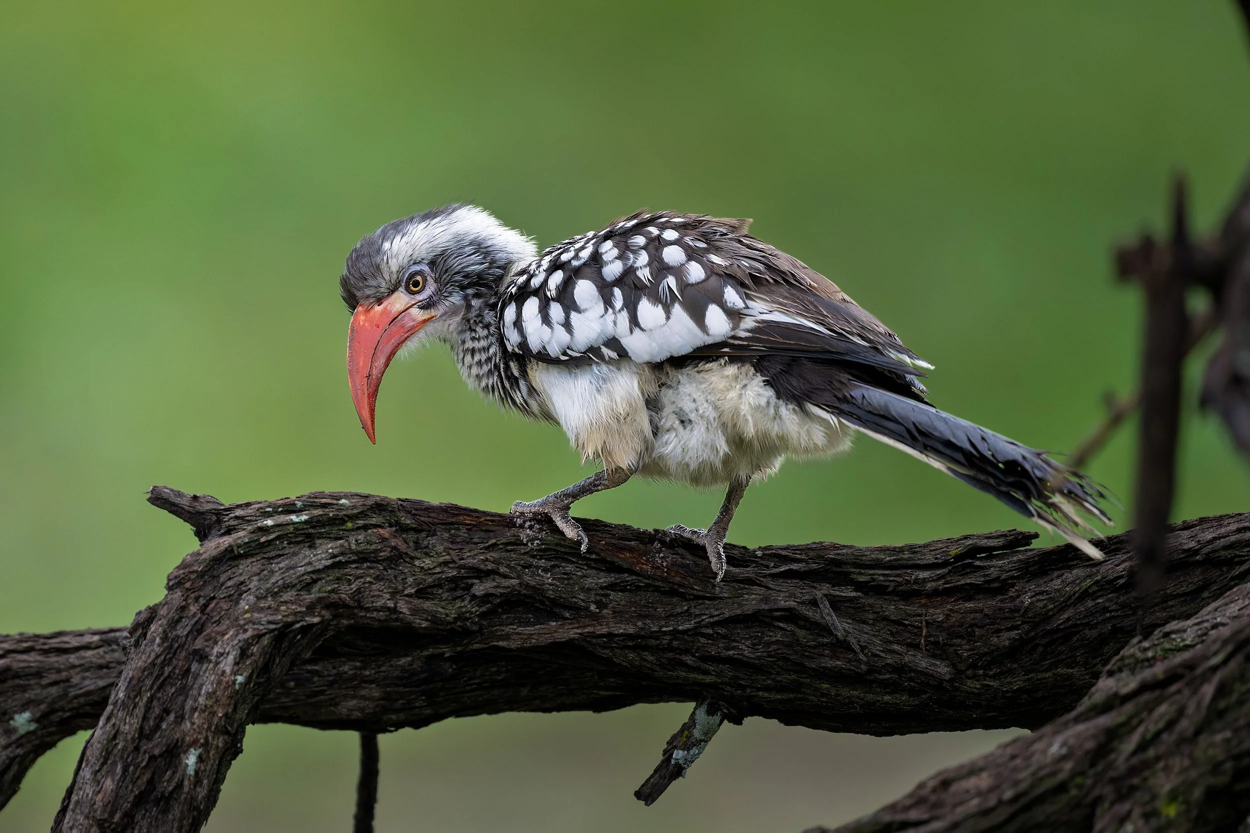 Southern Red-billed Hornbill