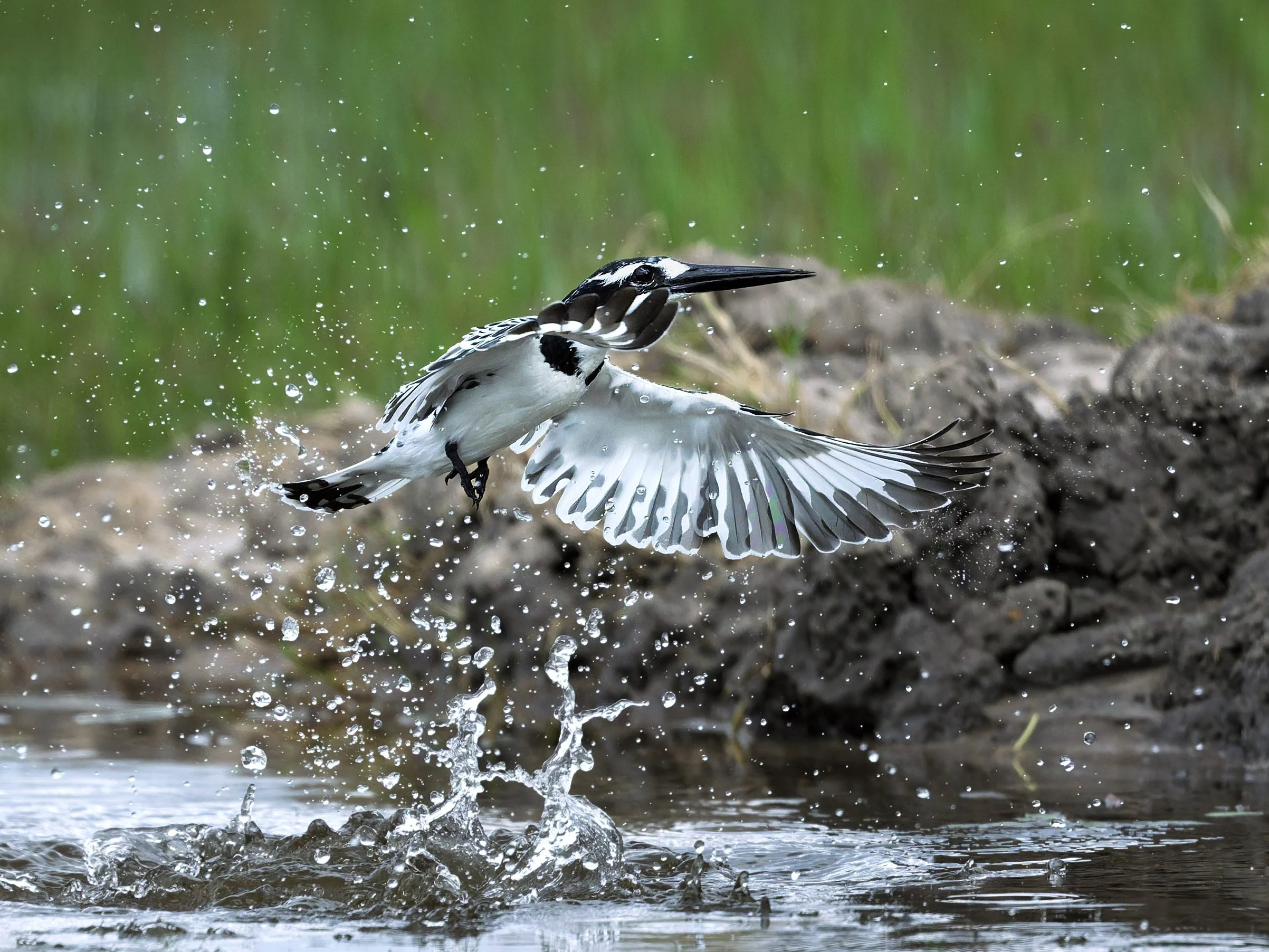 Pied Kingfisher, clear of water