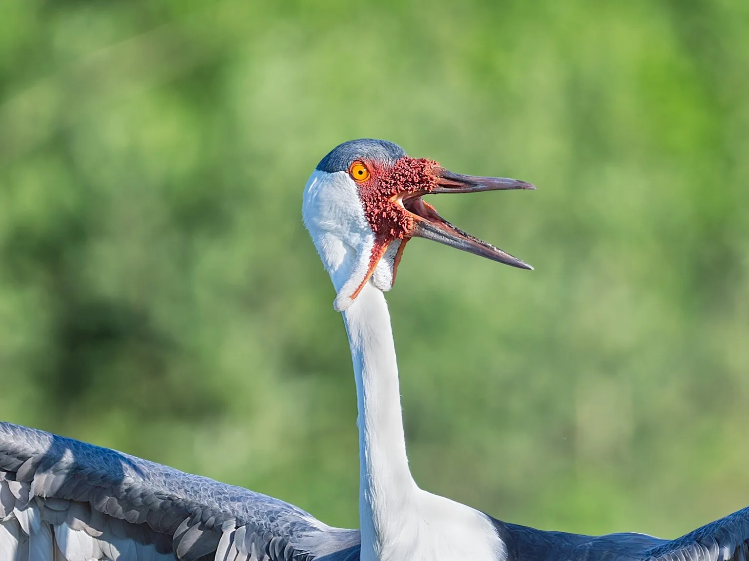 Wattled Crane